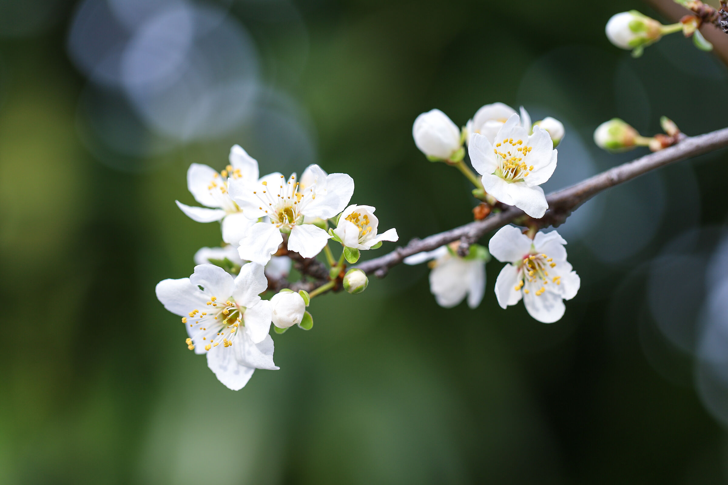 Si inizia a sentire... profumo di primavera!