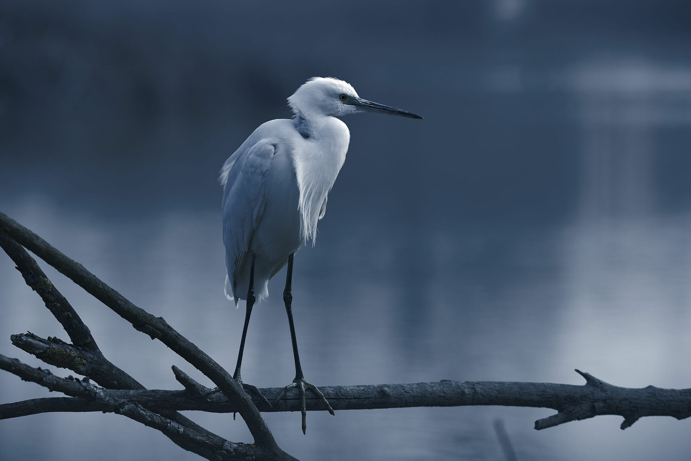 Egretta garzetta