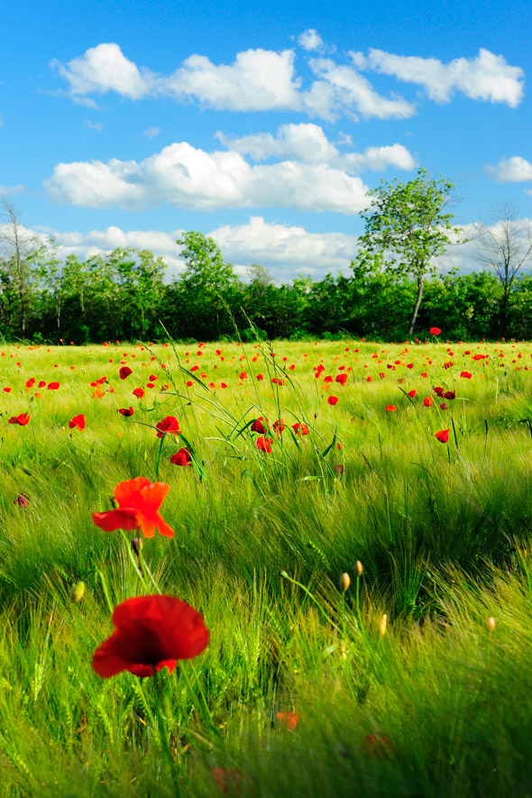 In mezzo ai papaveri
