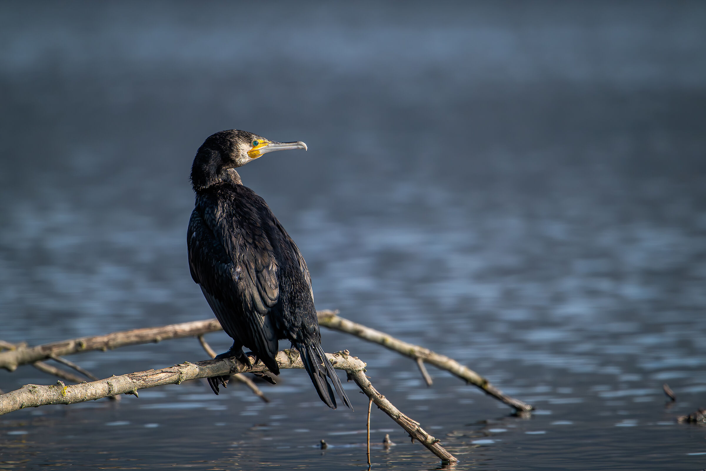 Cormorant