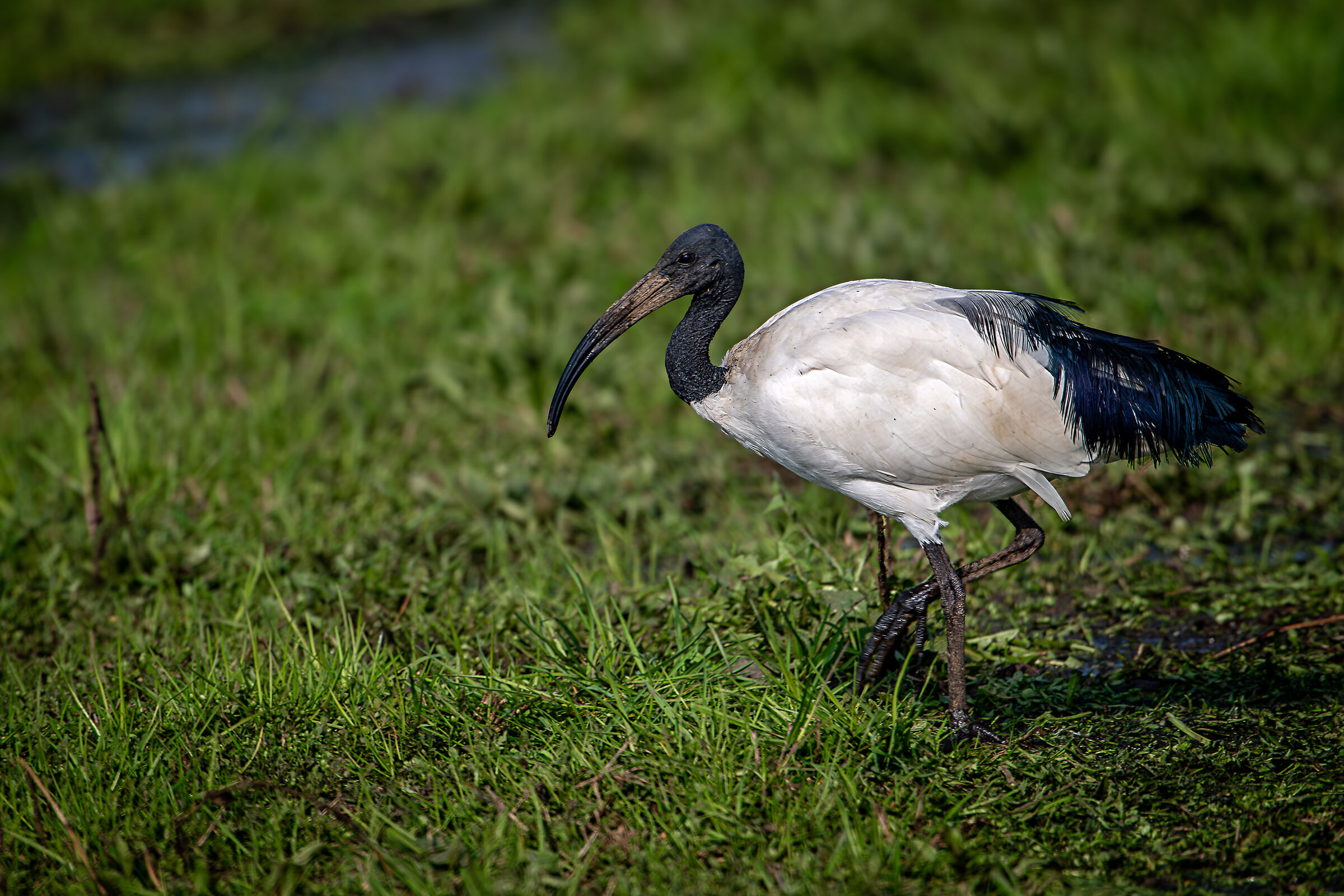 Sacred Ibis