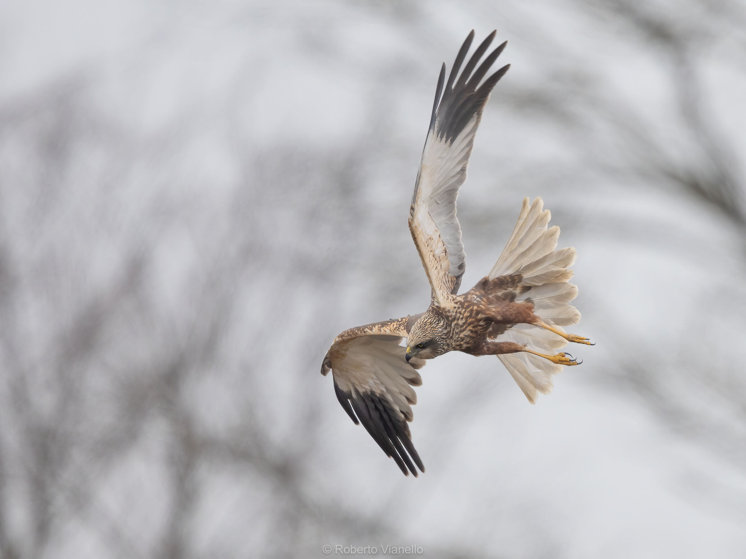 Falco di palude M. (Circus aeruginosus)