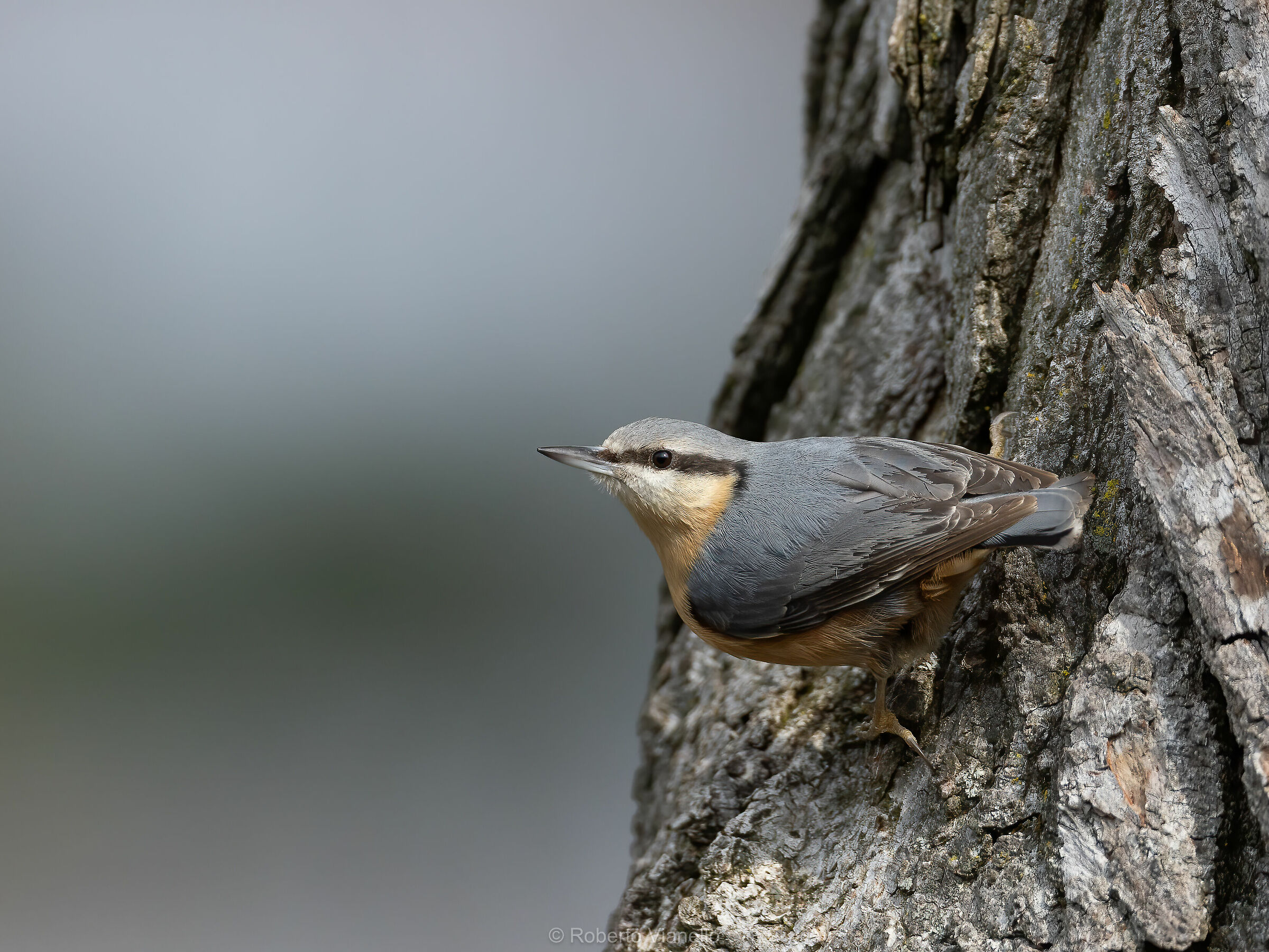 Picchio muratore (Sitta europaea)