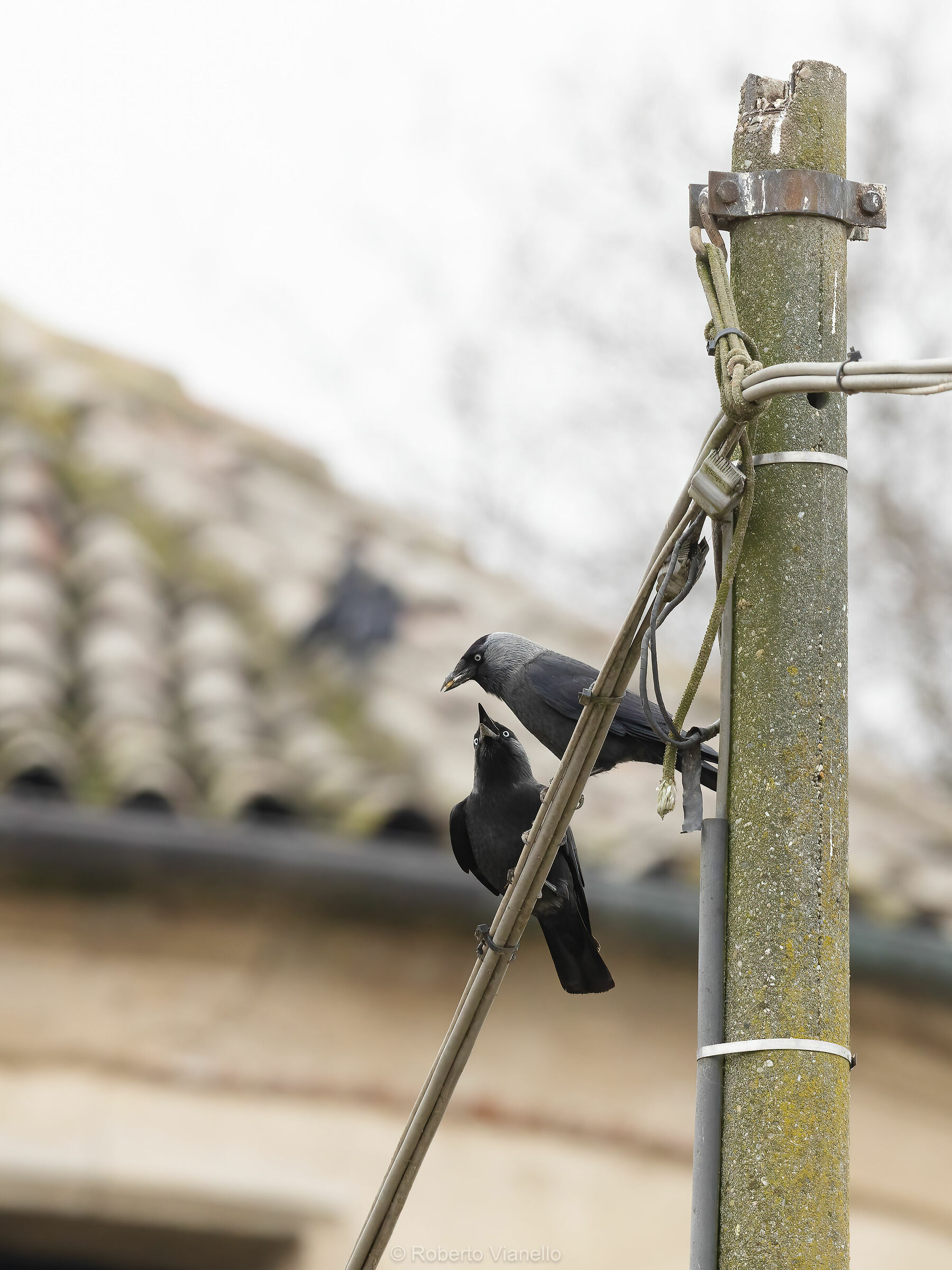 Taccole (Corvus monedula)