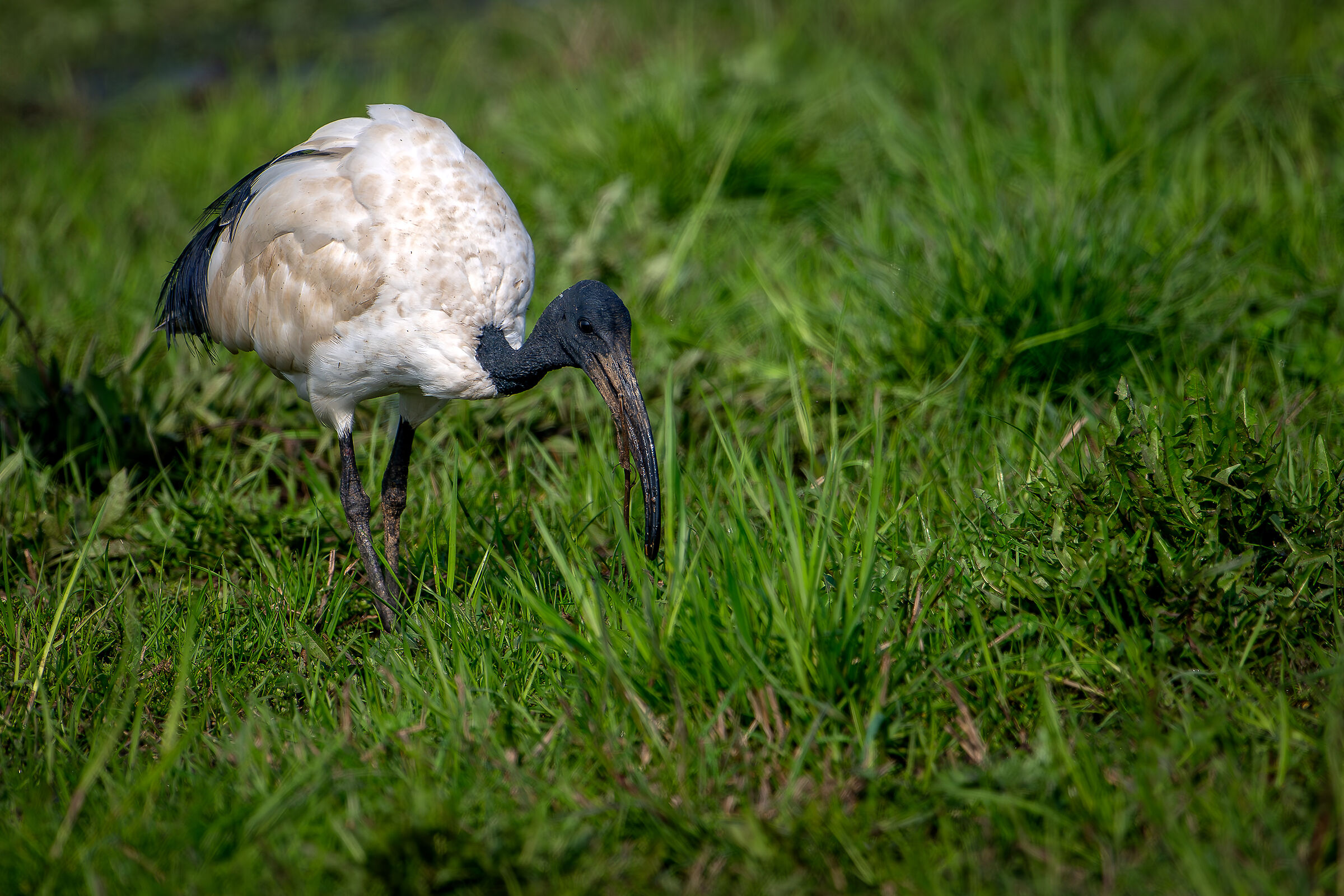 Sacred Ibis