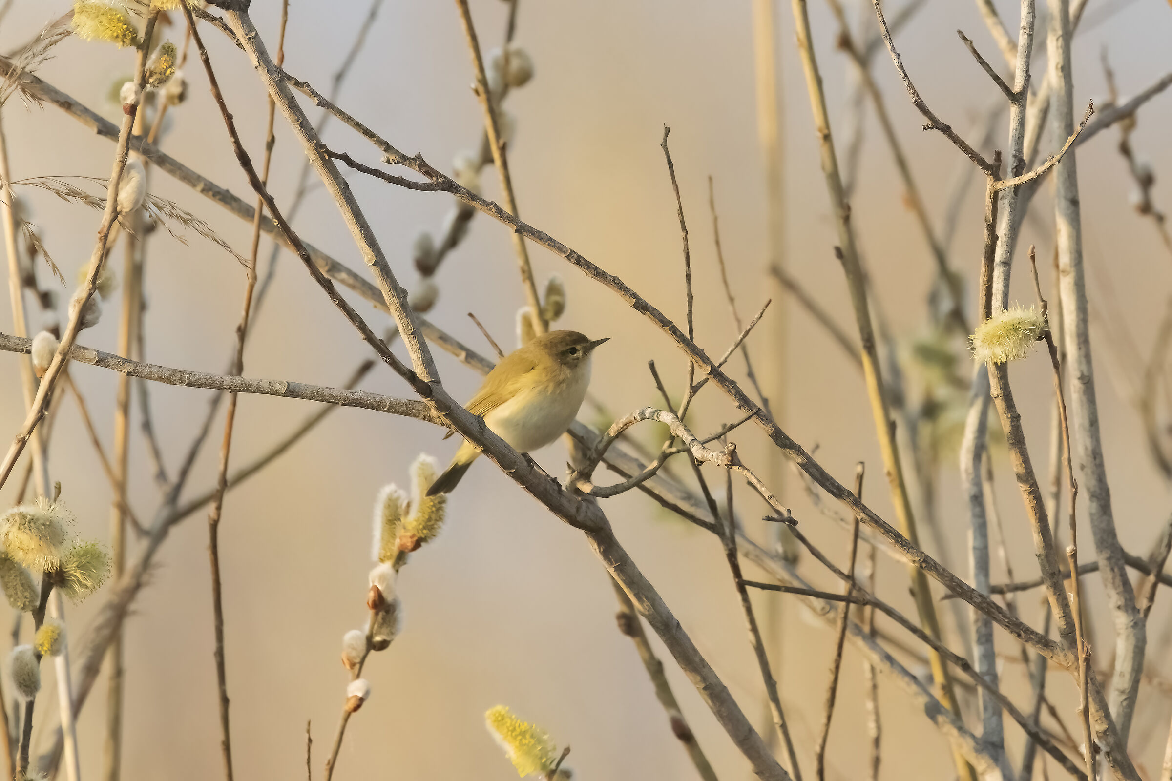 Chiffchaff
