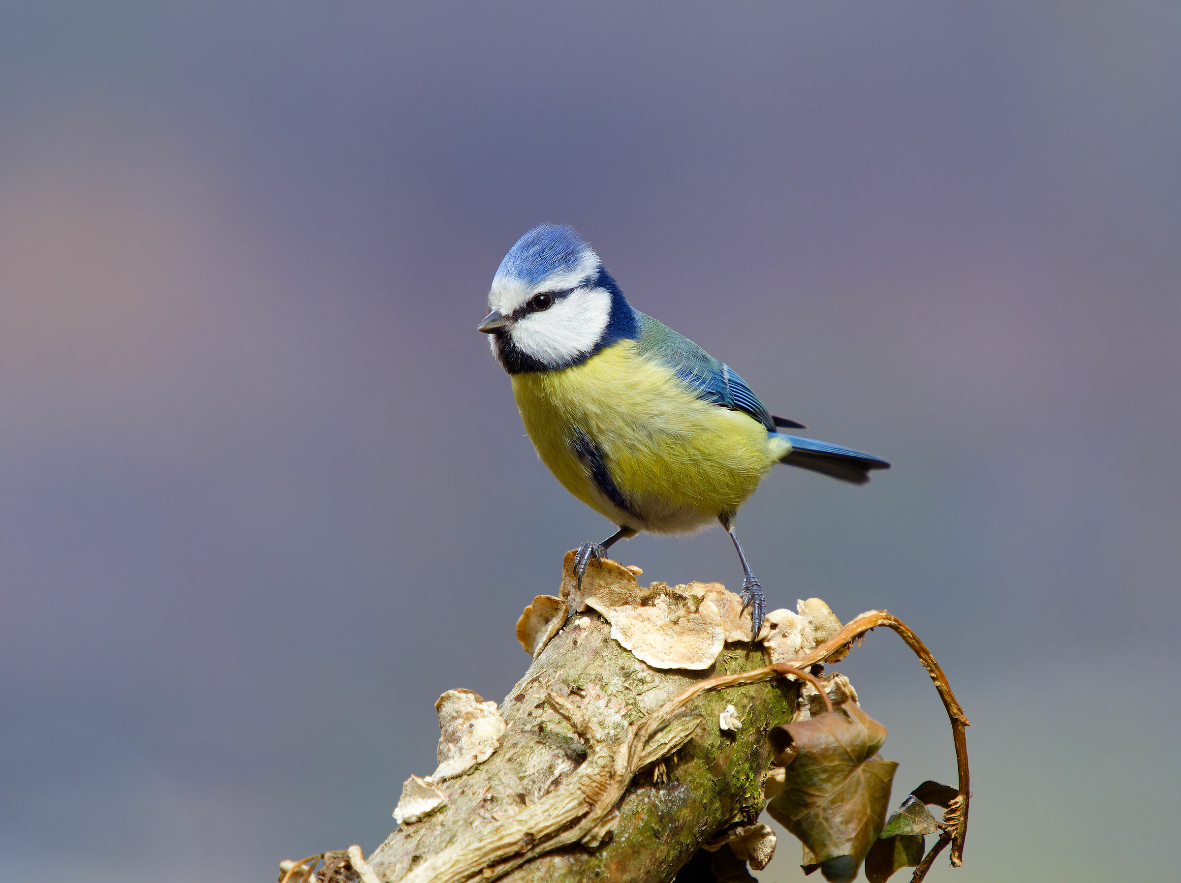 solito posatoio e cinciarella