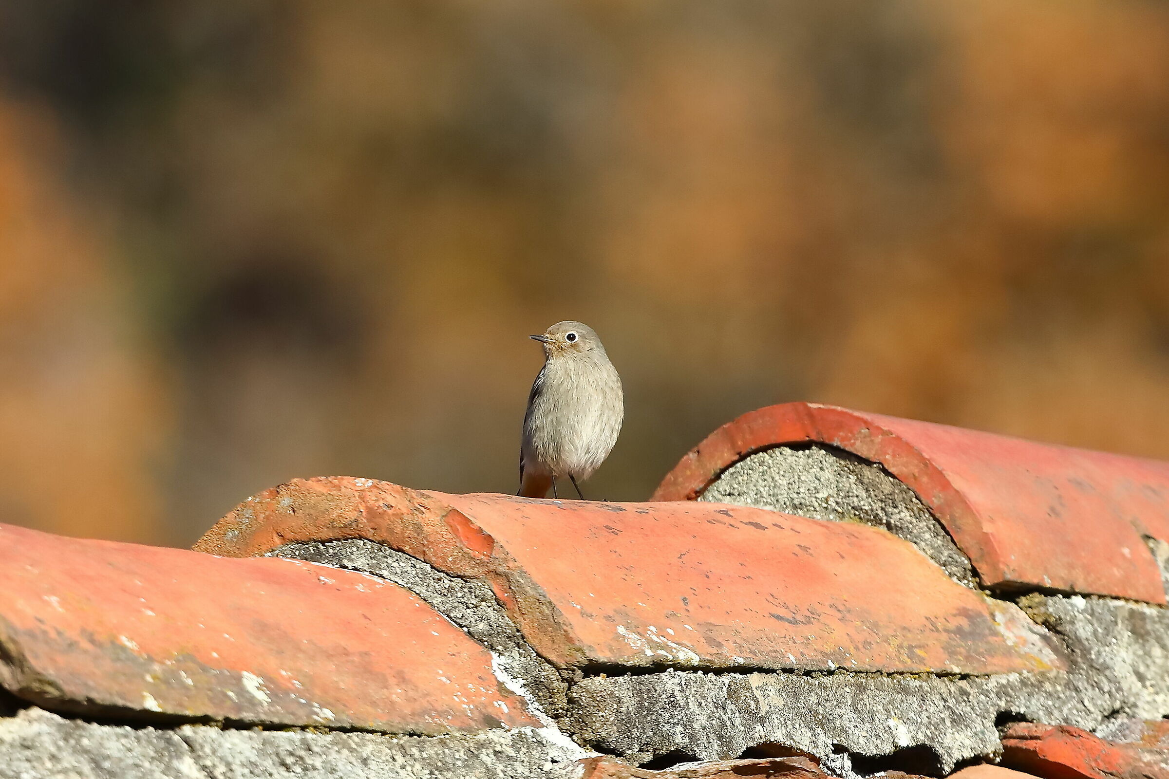 Redstart F 19-12-2023