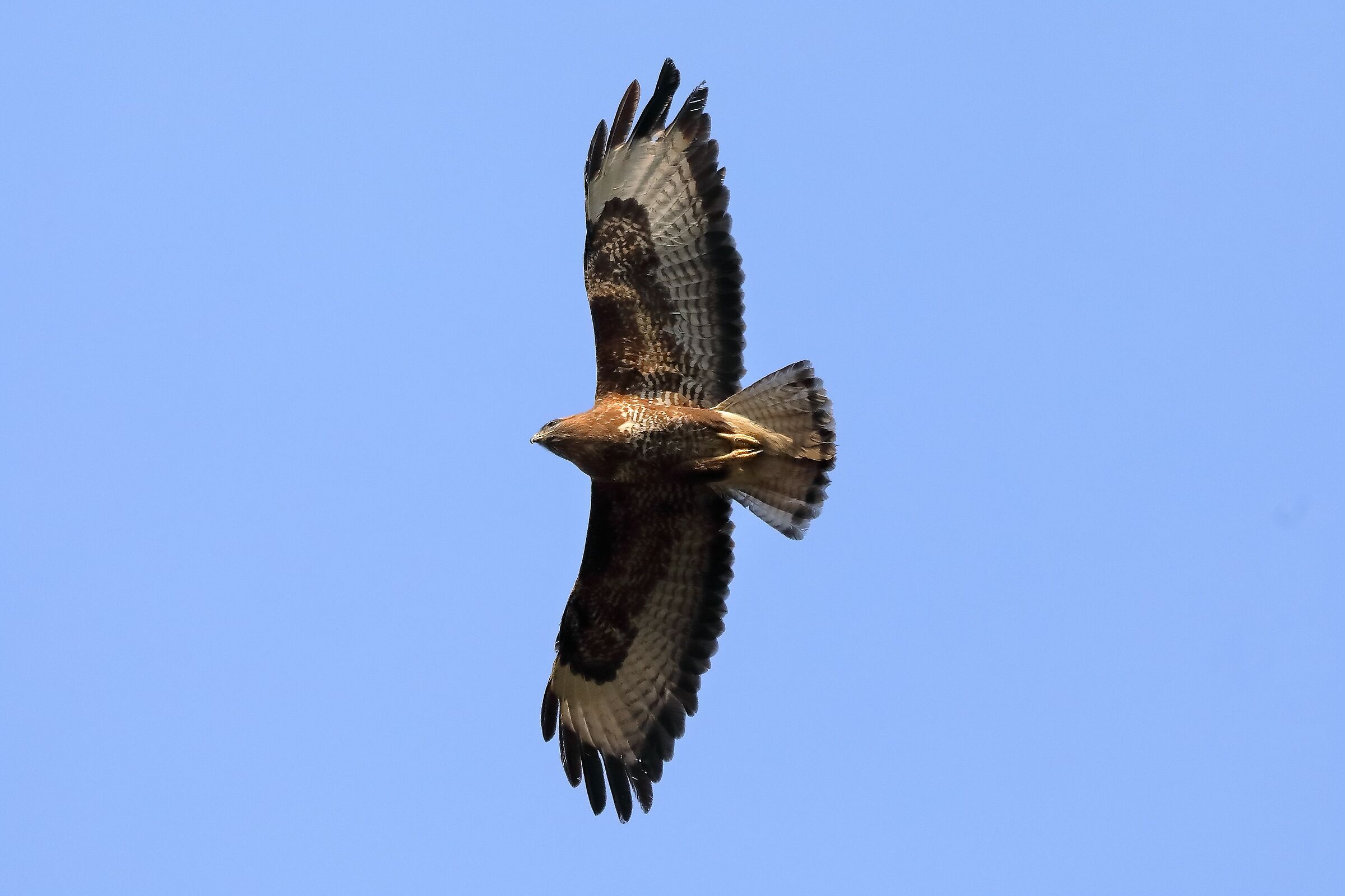 Buzzard 27 March 2022 - 0132