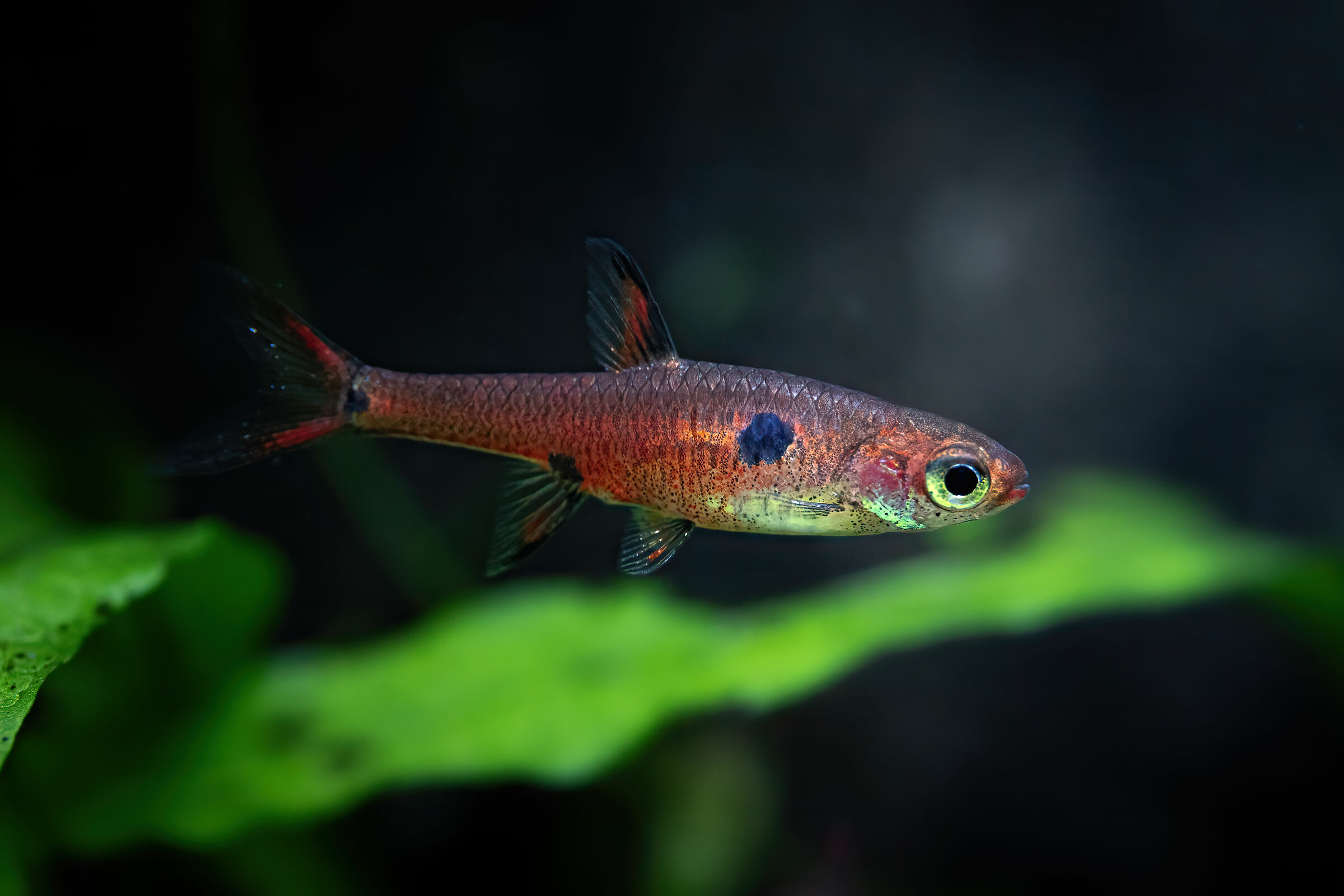 Due centimetri di pesce