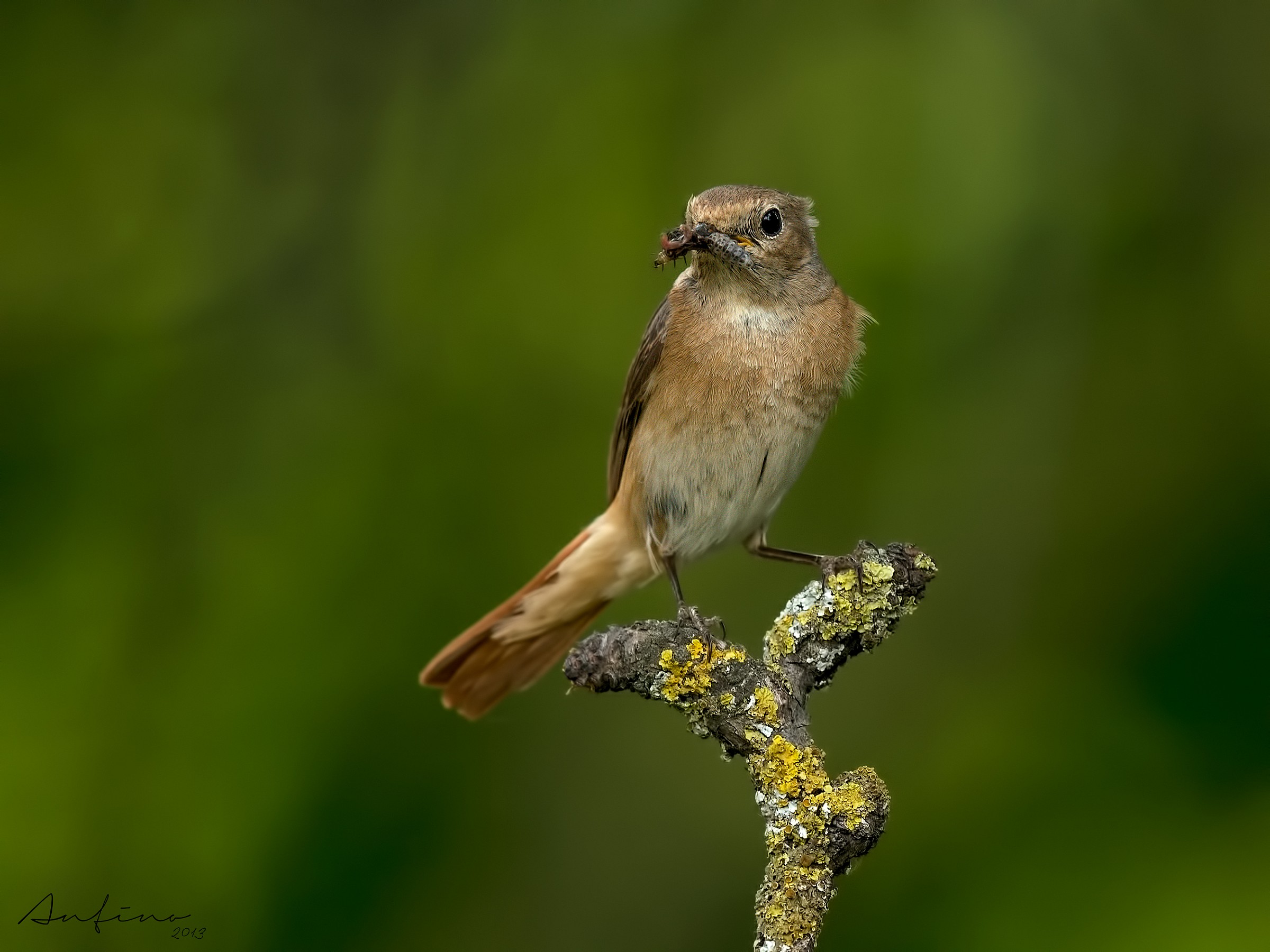 Redstart female