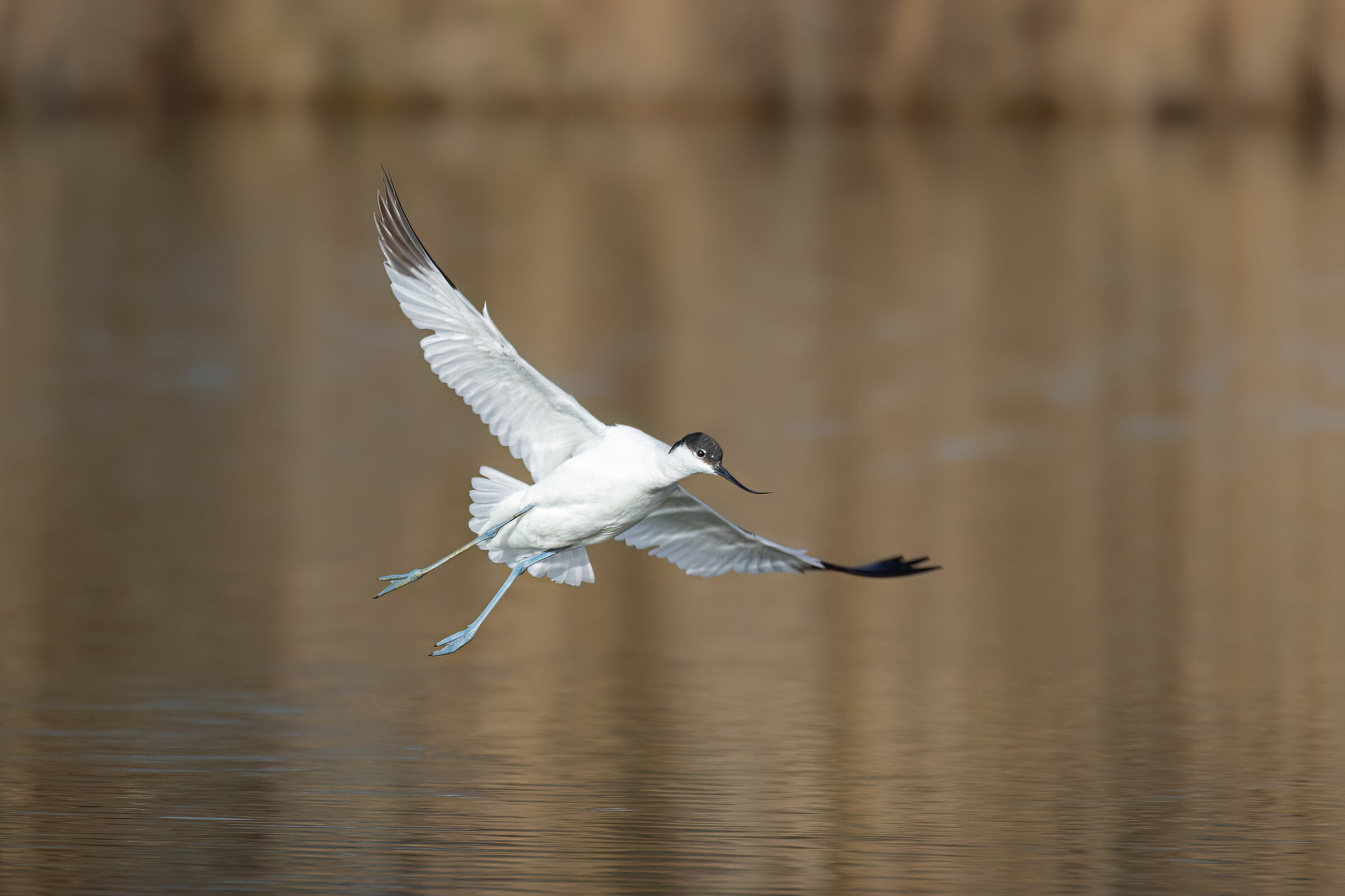 Avocet landing