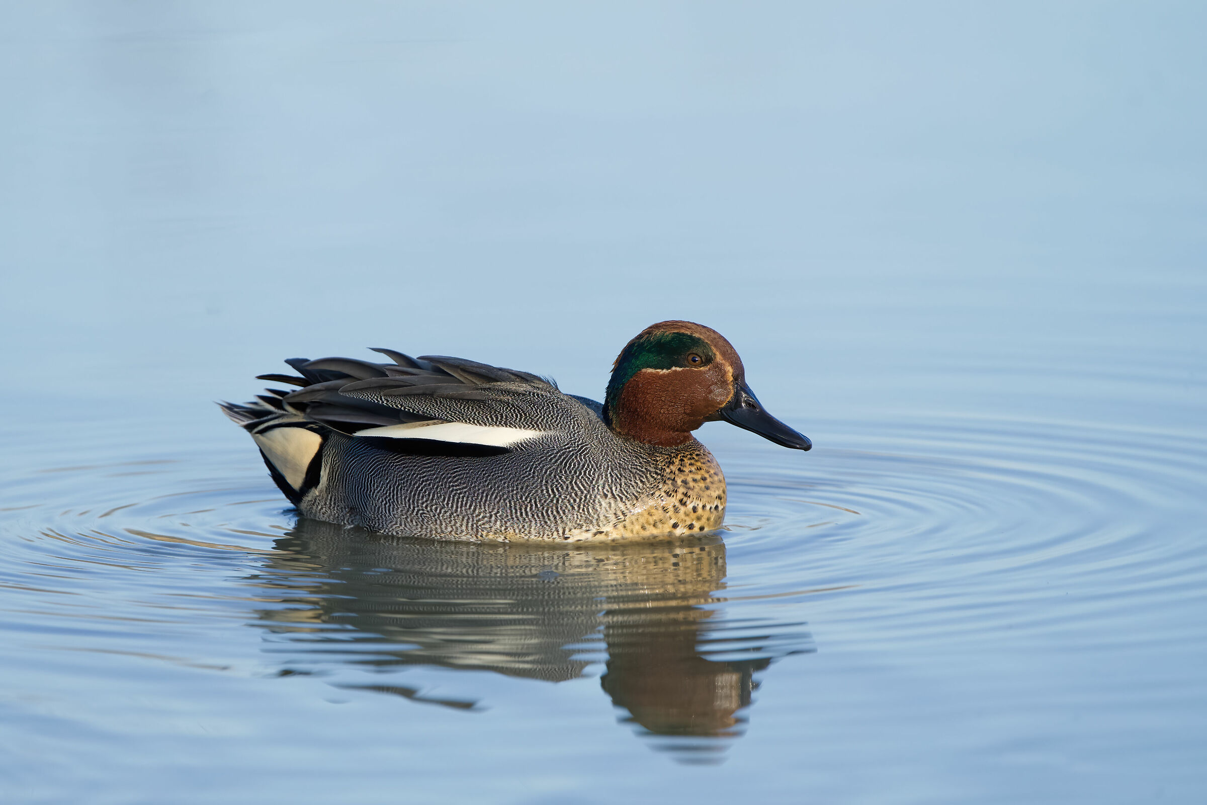 Teal (Anas crecca)