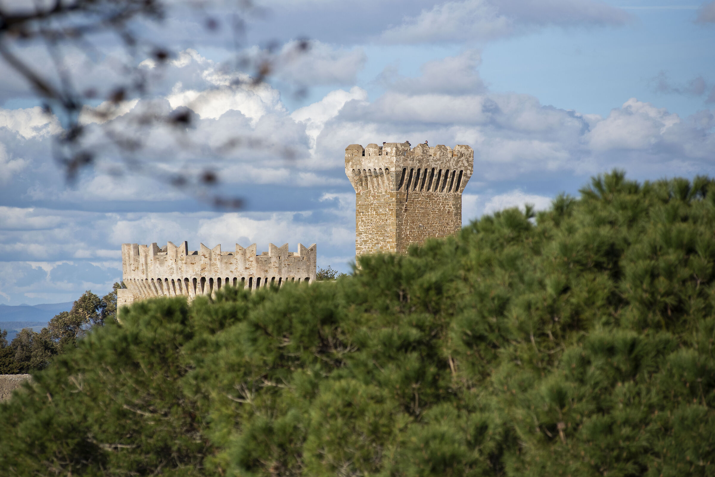 Populonia above the pines