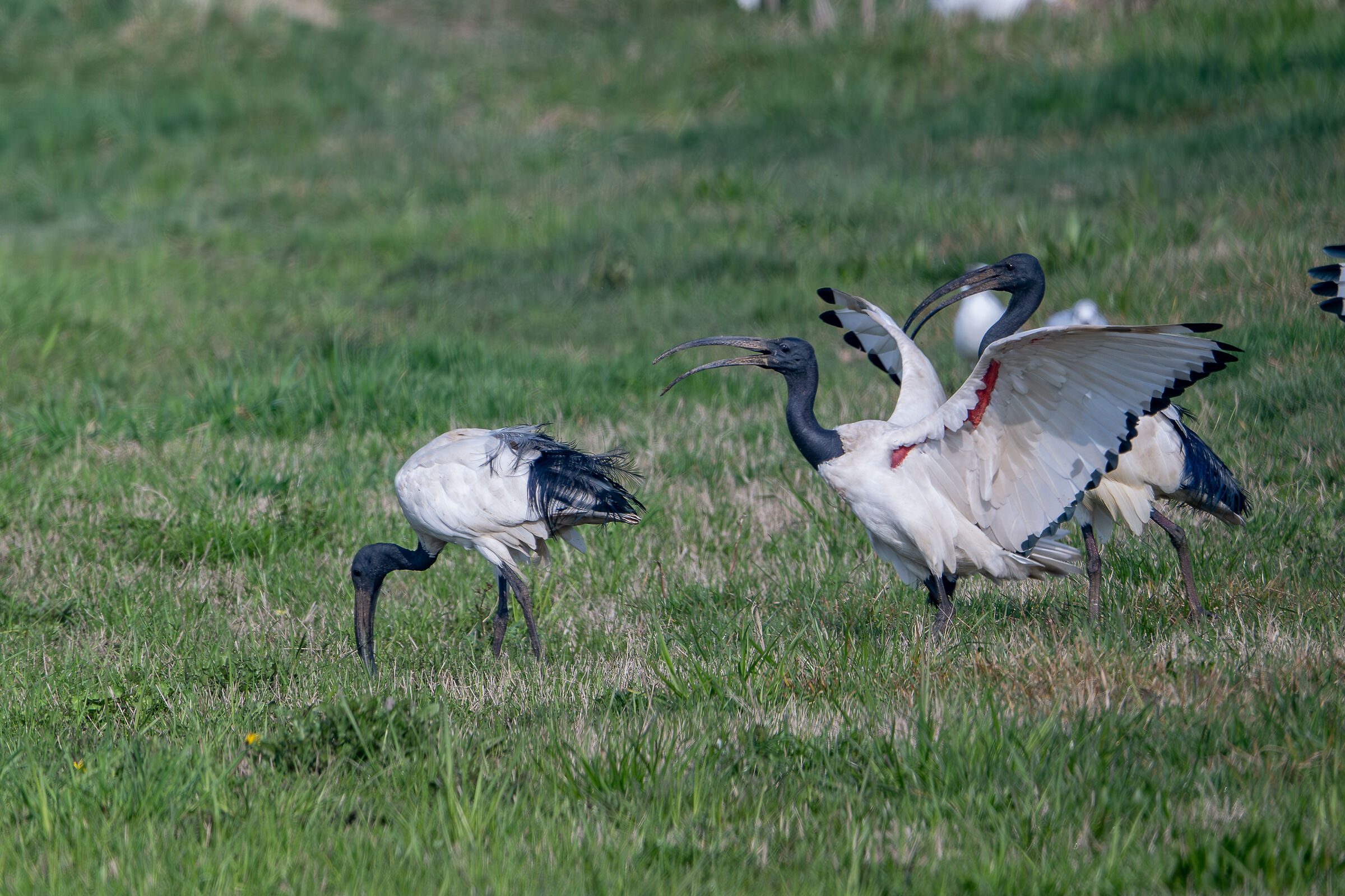Sacred Ibis