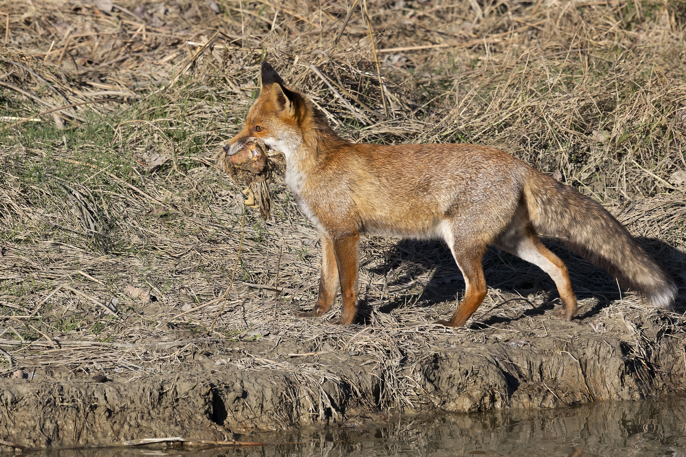 La Volpe del fiume Foglia