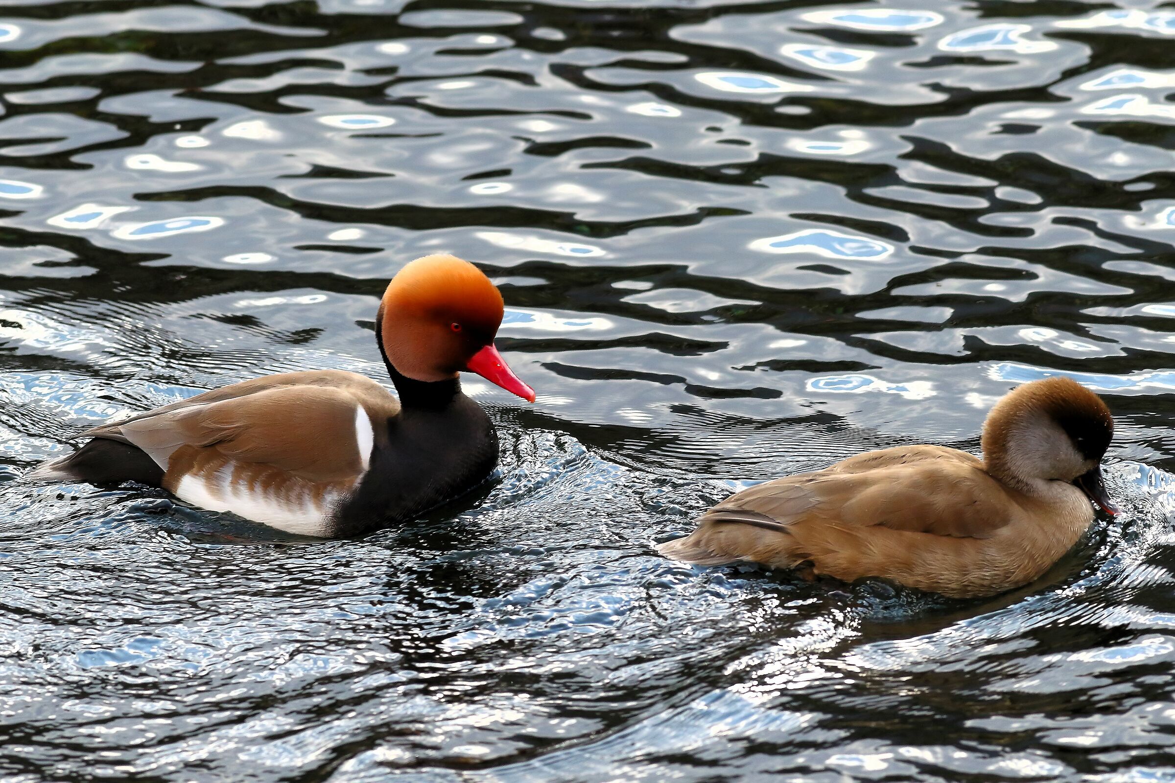 Turkish Fistion 25 February 2024 - 6765