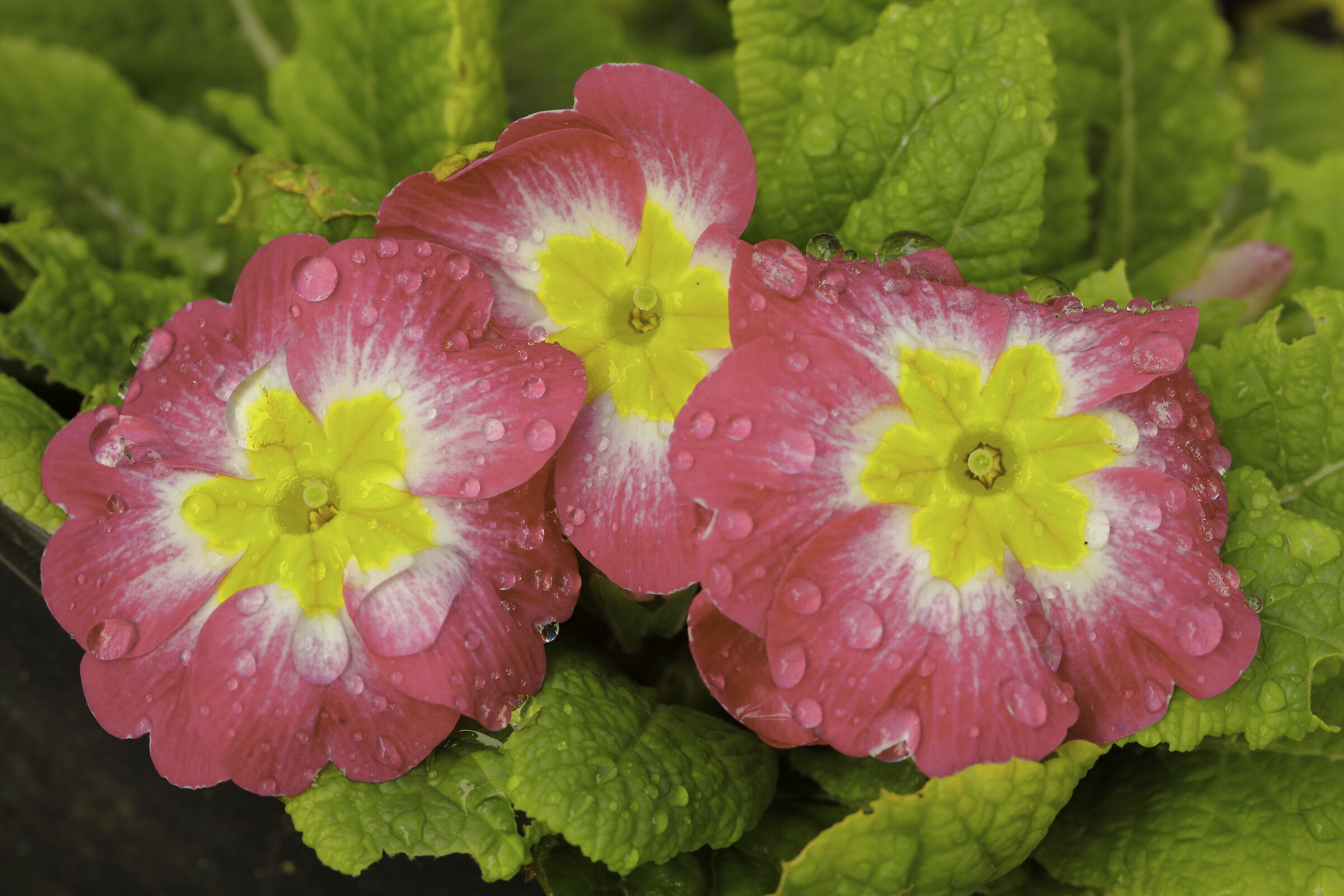 Primula di giardino