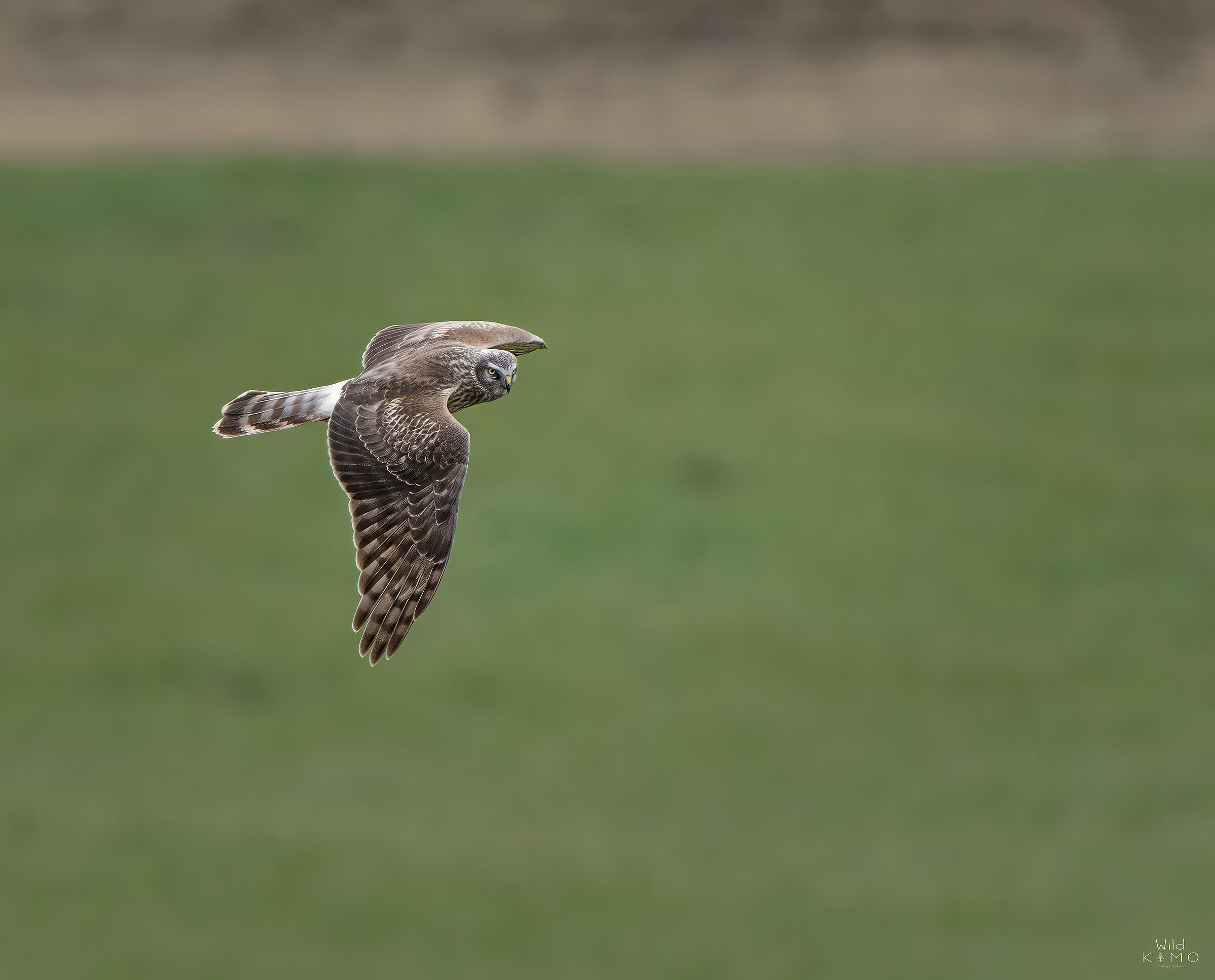 Albanella Reale Femmina