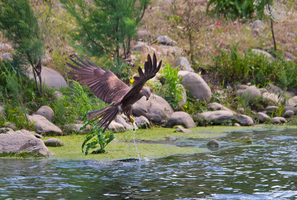 La pesca (quasi) miracolosa