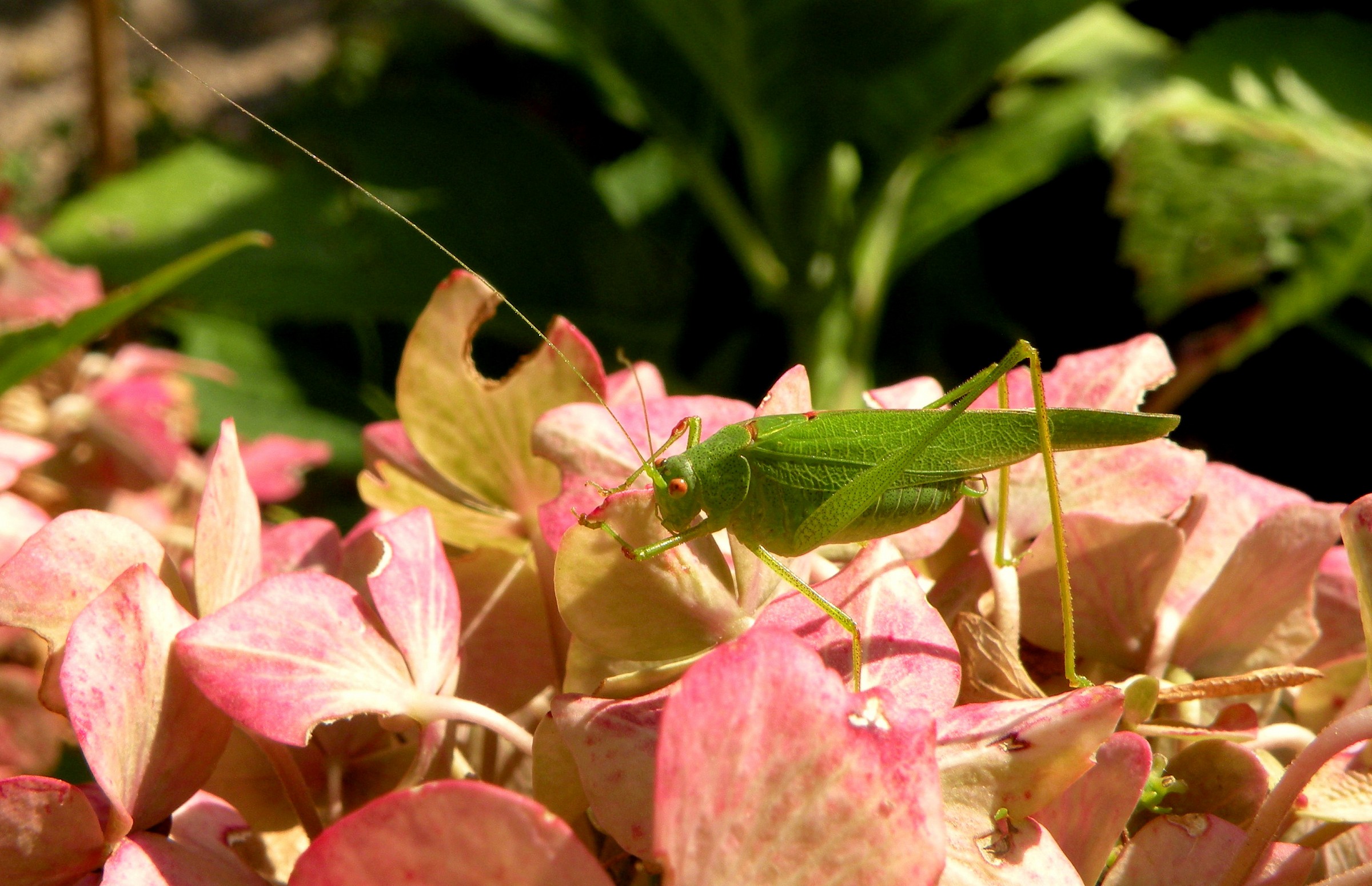 They are beautiful, green green green
