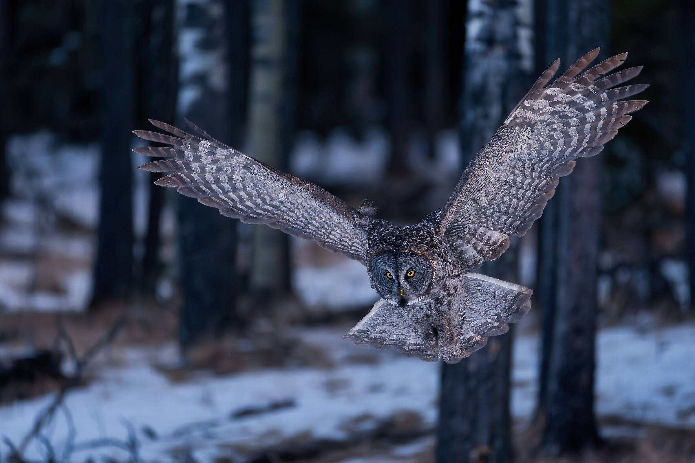Allocco di Lapponia in caccia