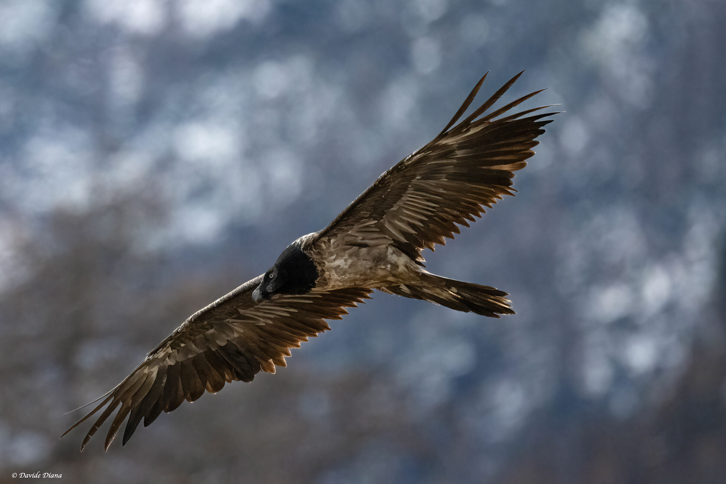 Gypaetus barbatus - Gran Paradiso National Park