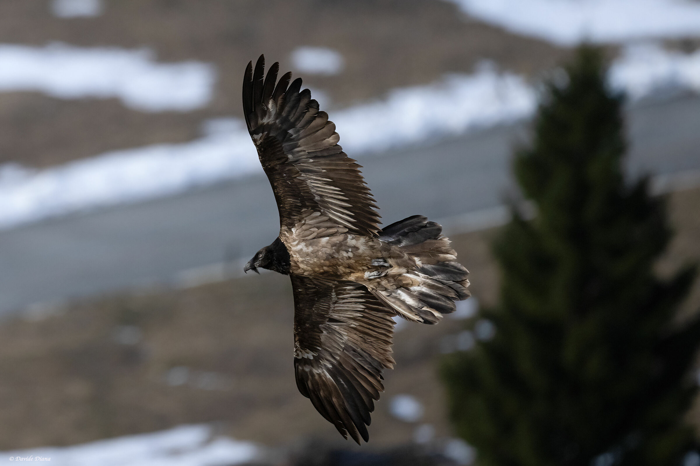 Gypaetus barbatus - Gran Paradiso National Park