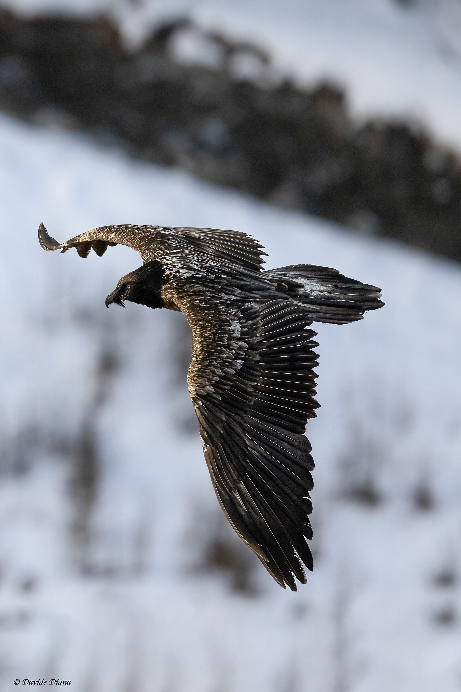 Gypaetus barbatus - Gran Paradiso National Park