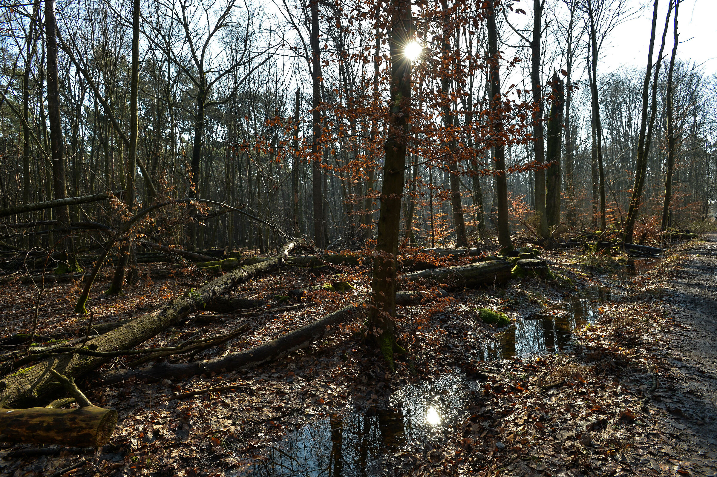 Foresta di Kabacki, Varsavia, febbraio 2024 a