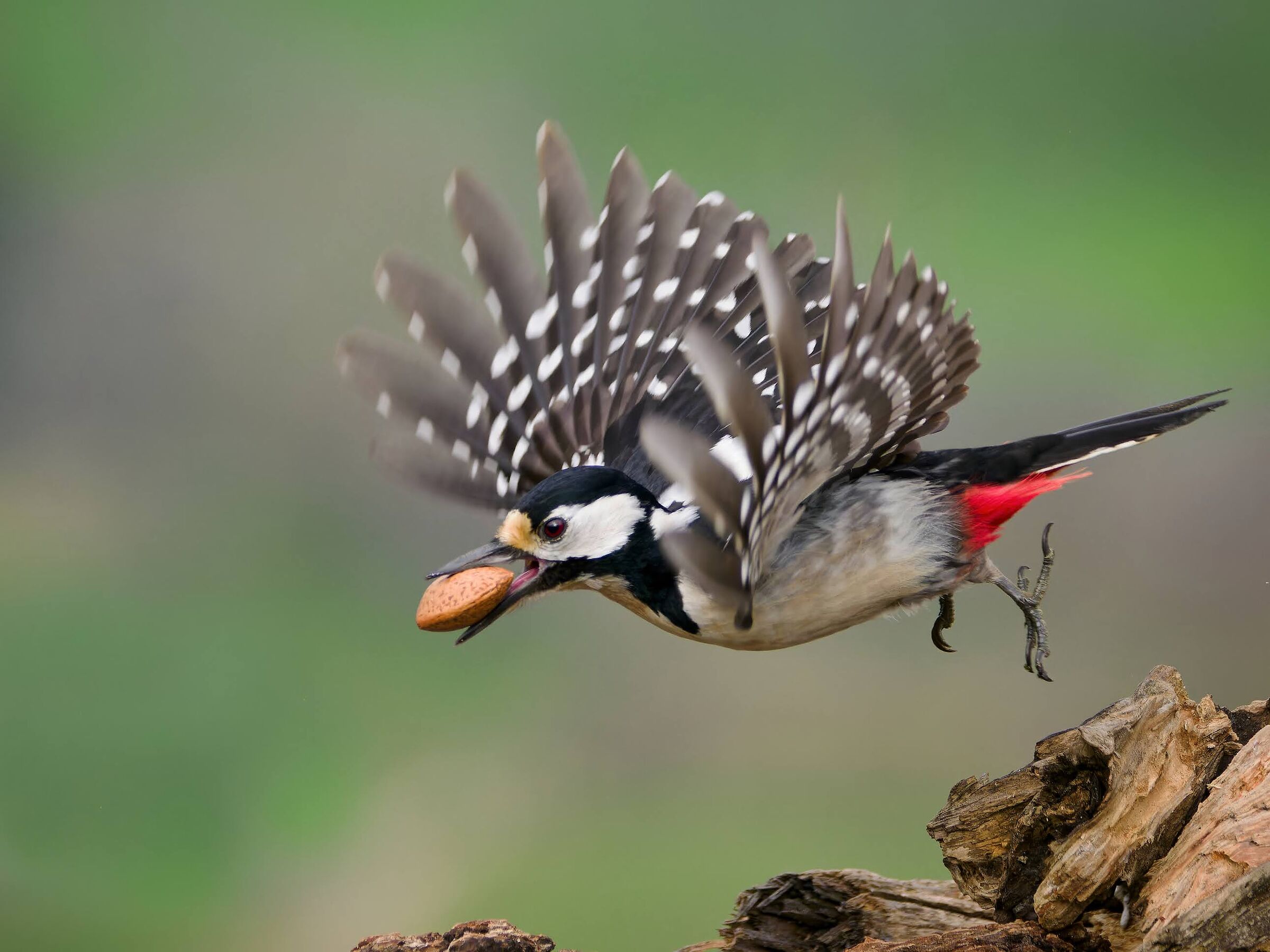 Picchio rosso maggiore (f)