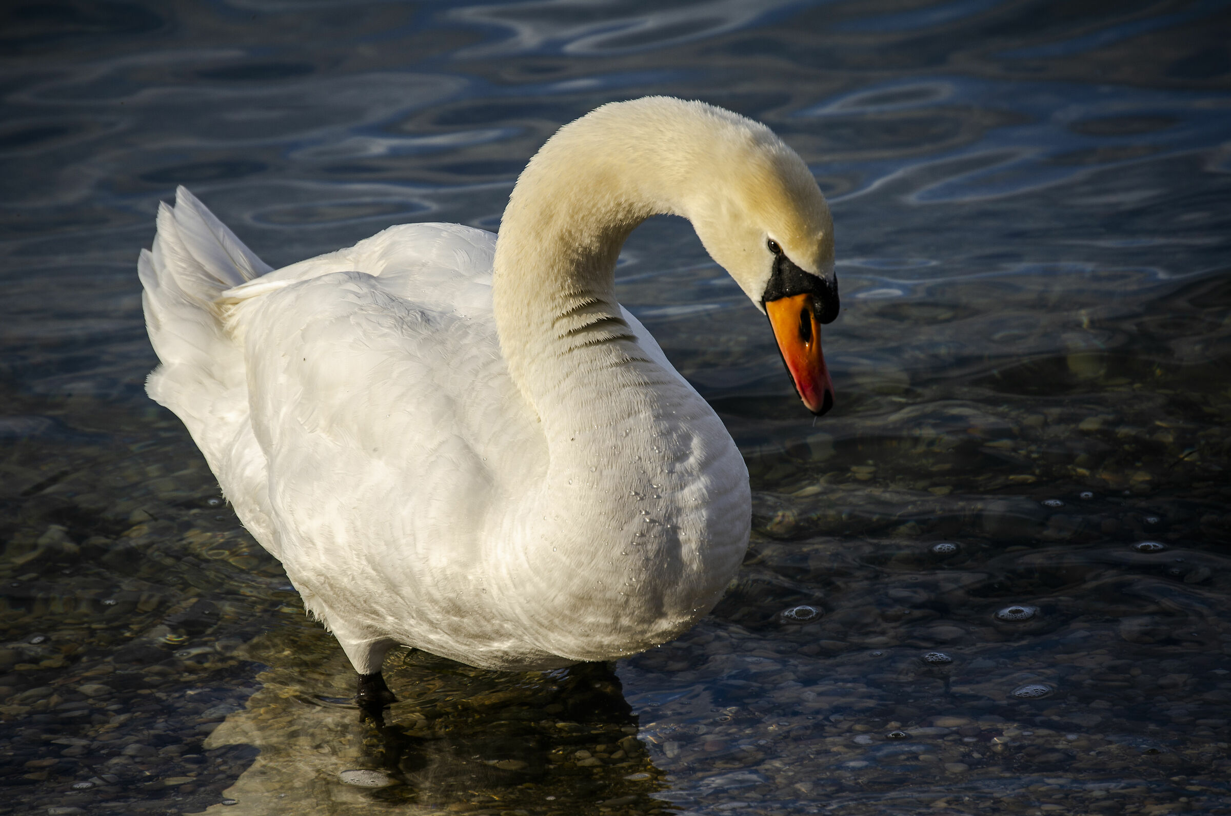 Swan