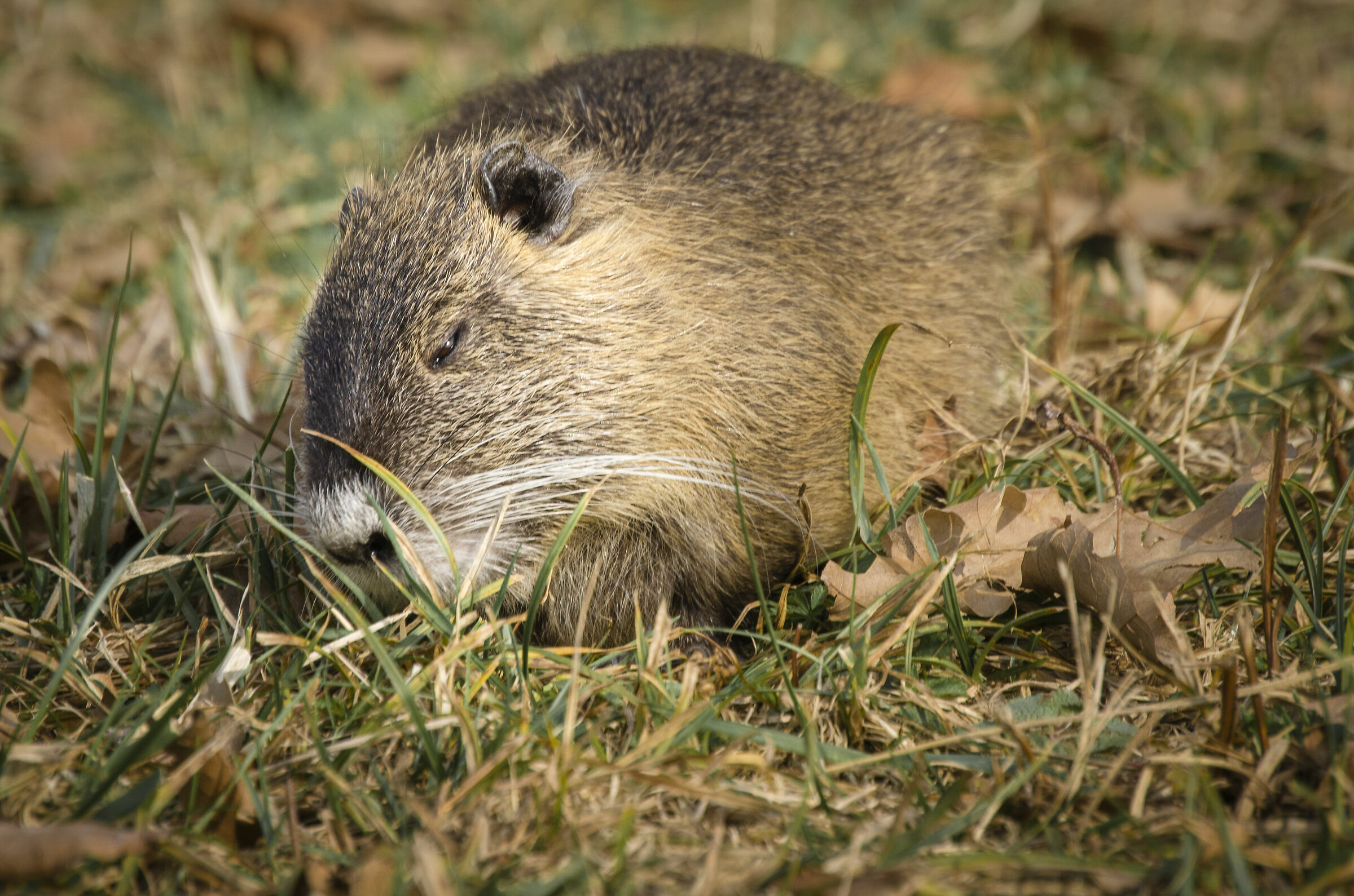 Nutria