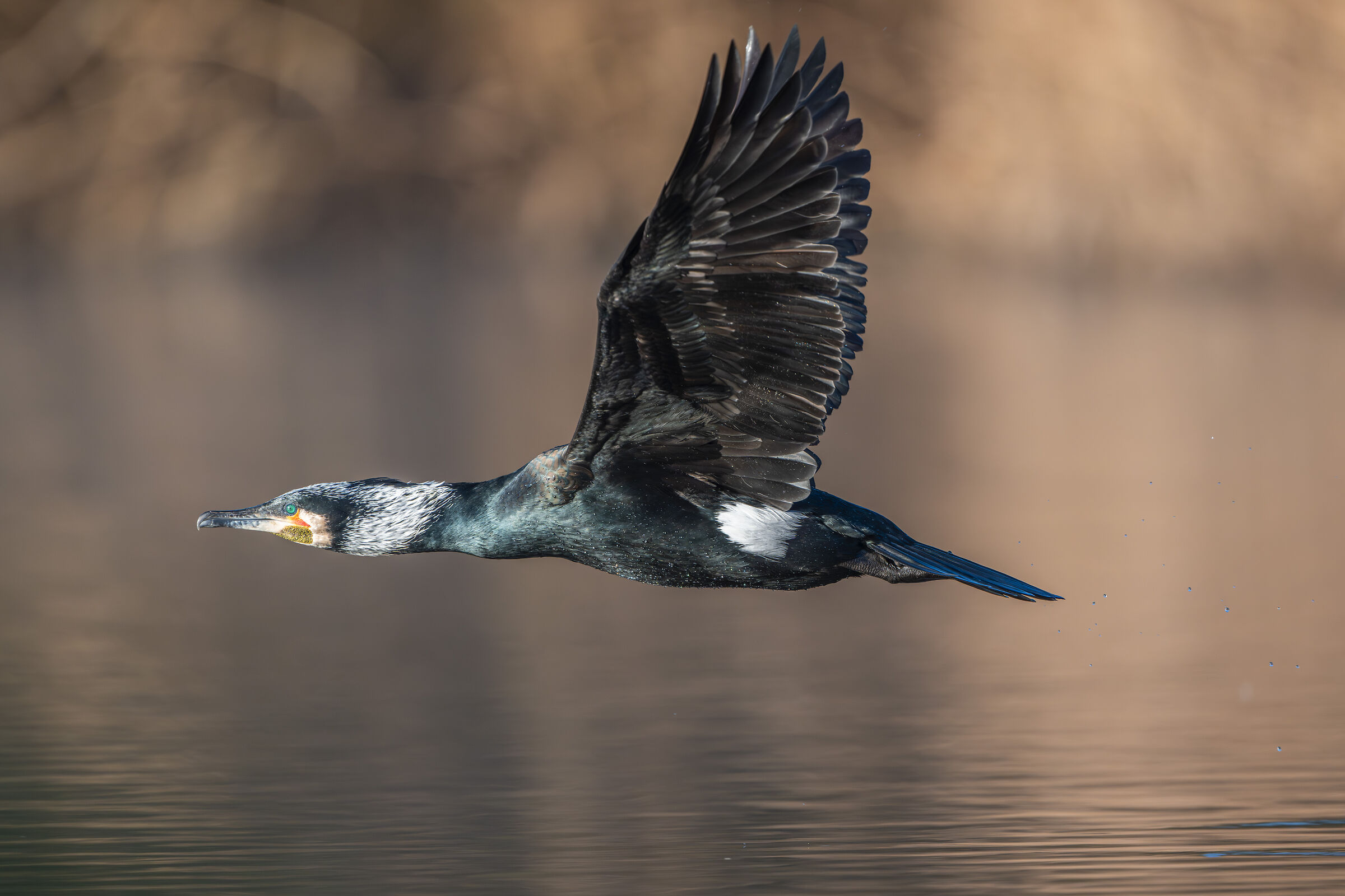 Cormorant in bridal moult