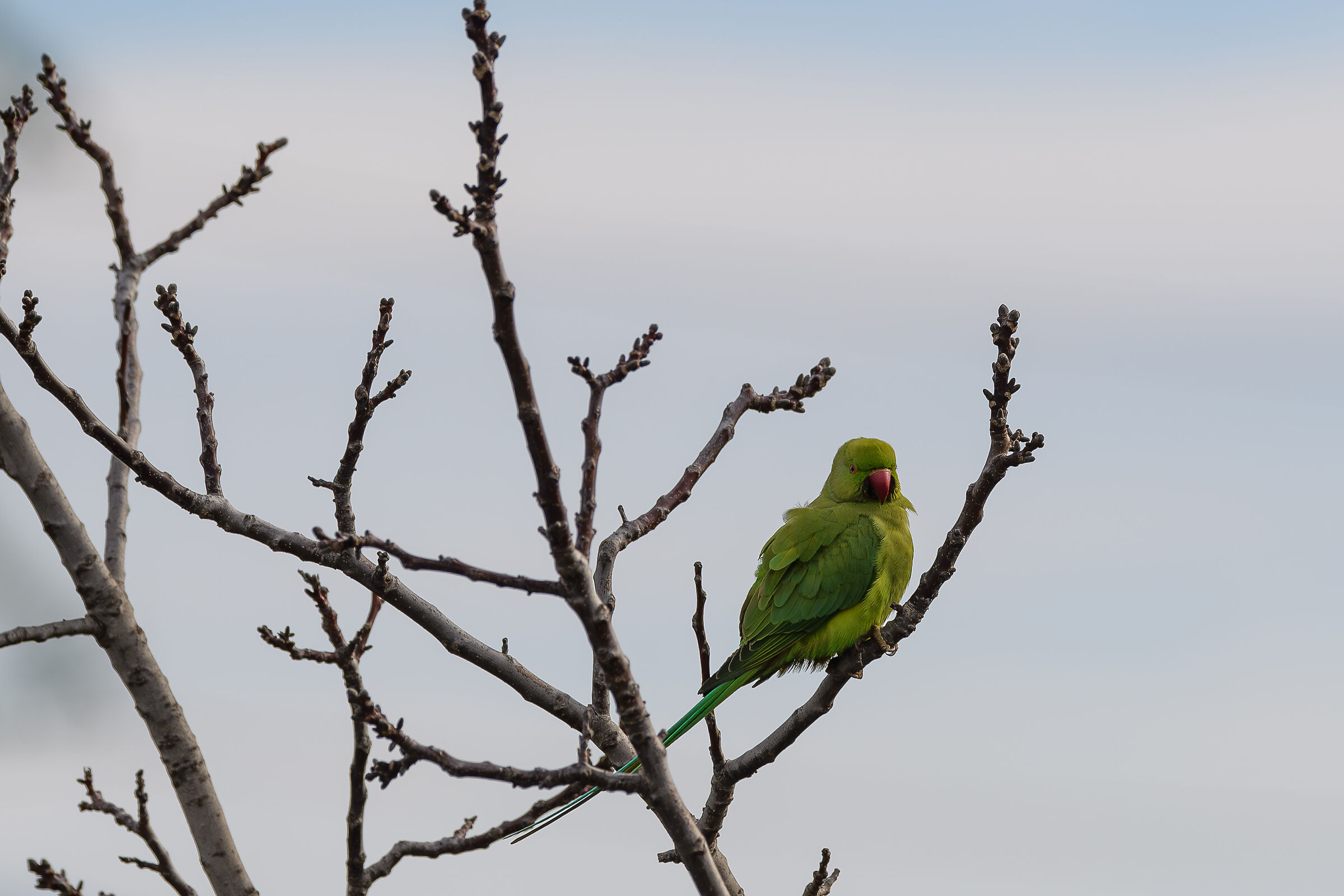 Parakeet
