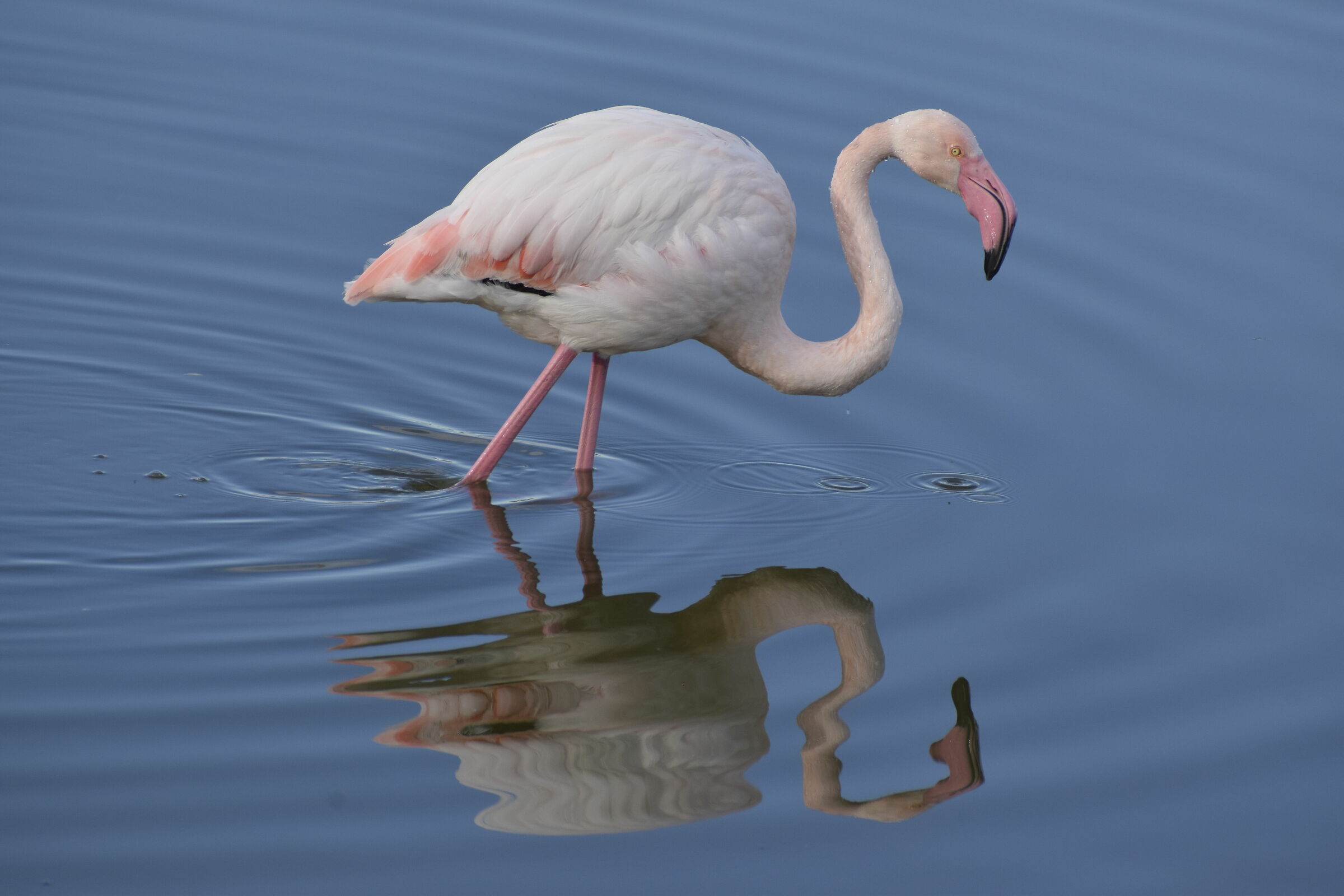 Flamingo