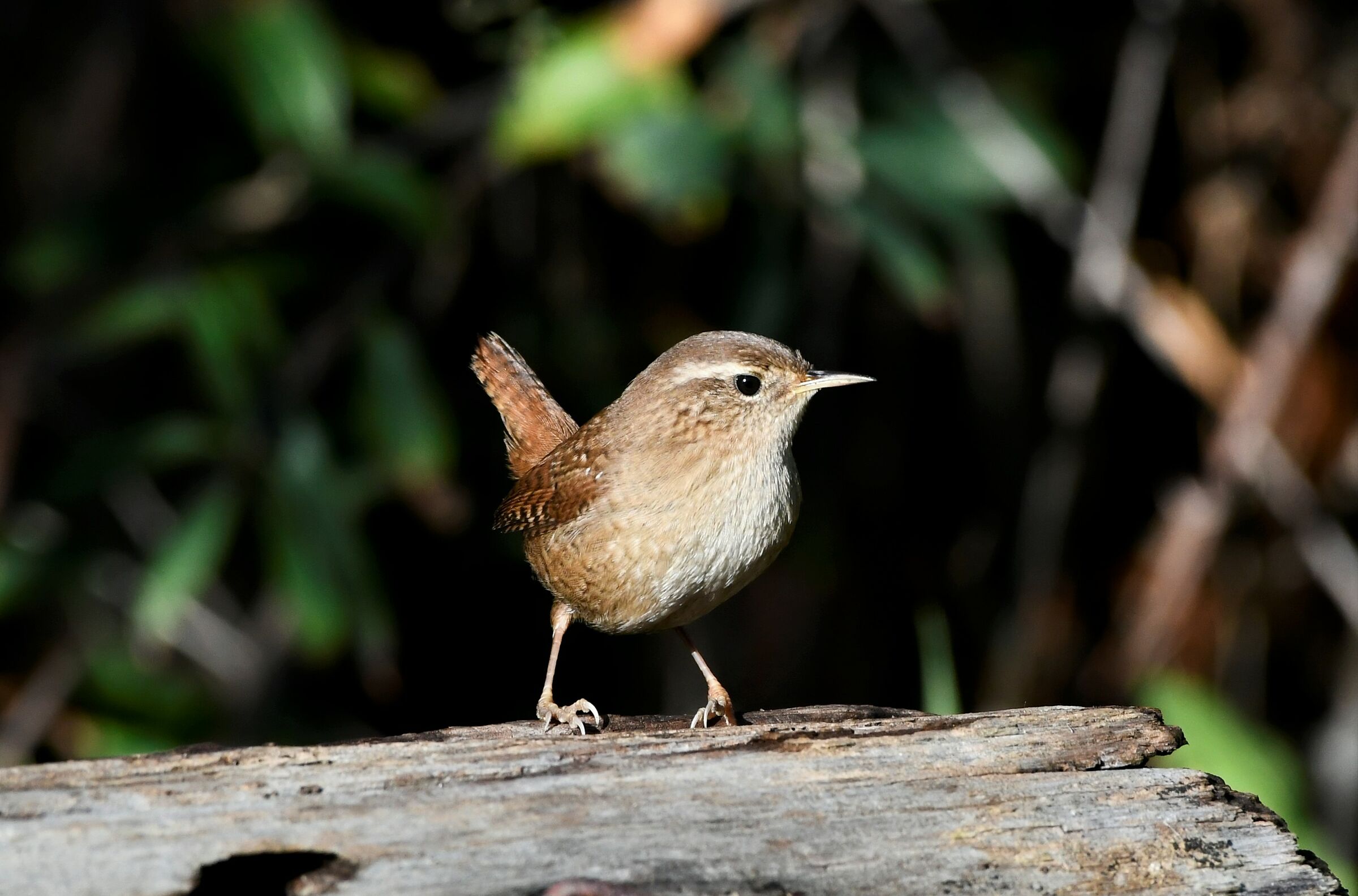 Wren