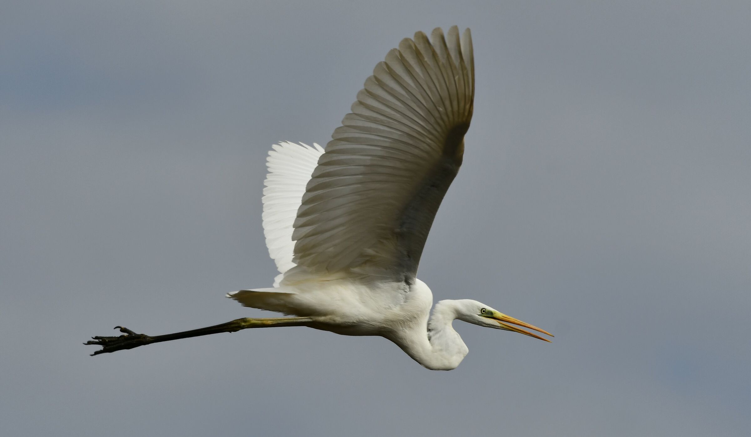 Great Heron