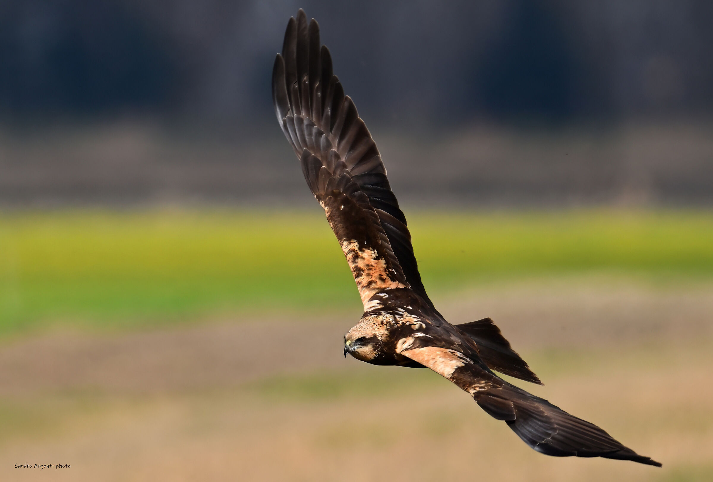 Lo sguardo attento del Falco di Palude.
