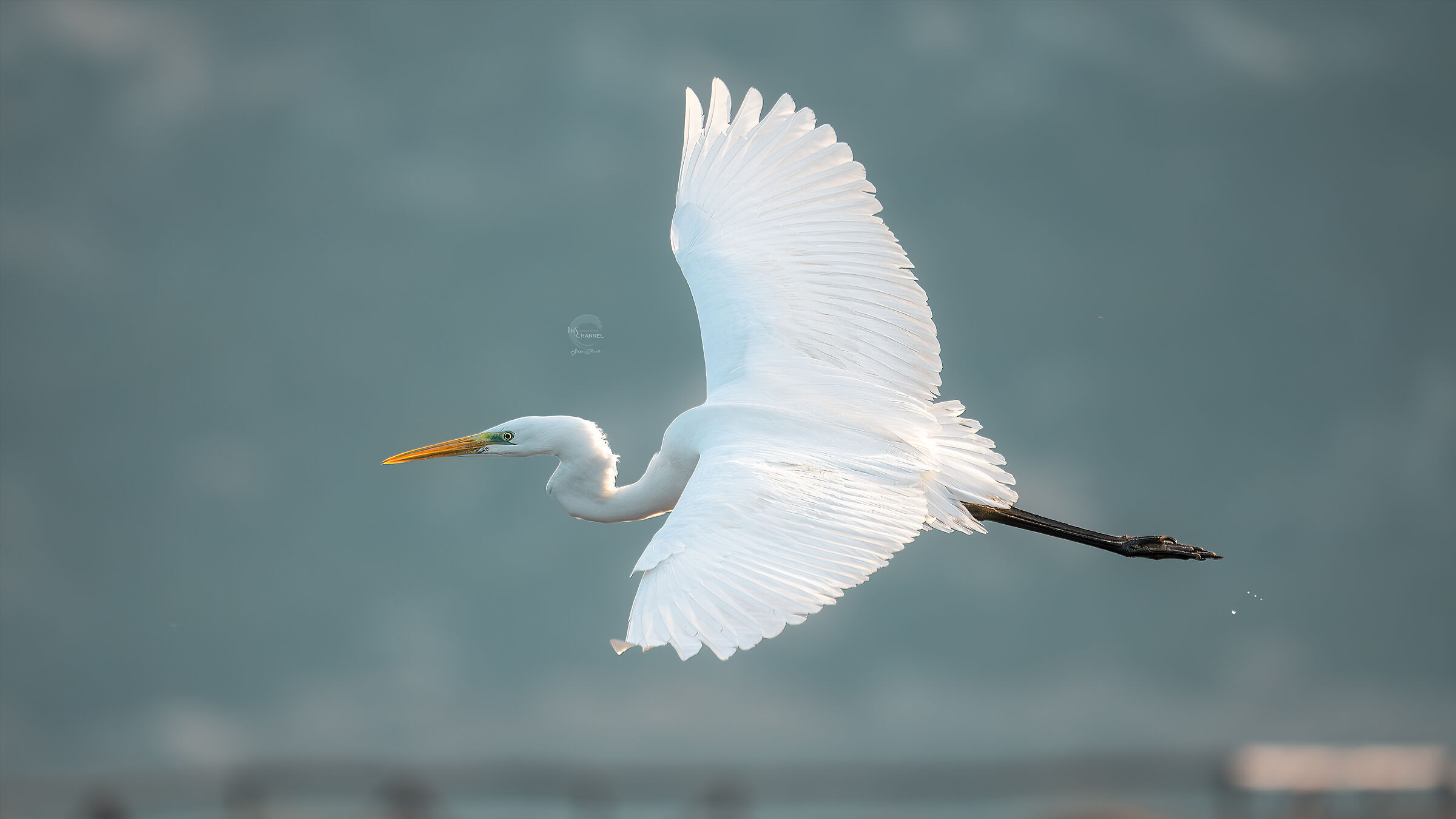 Great White Heron