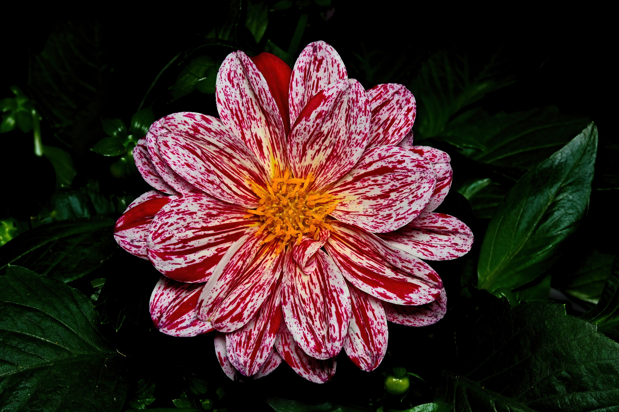 Dahlia