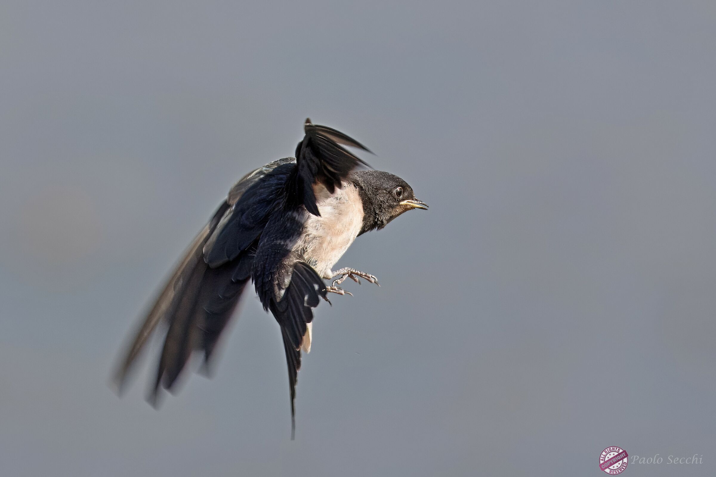 Swallow coming