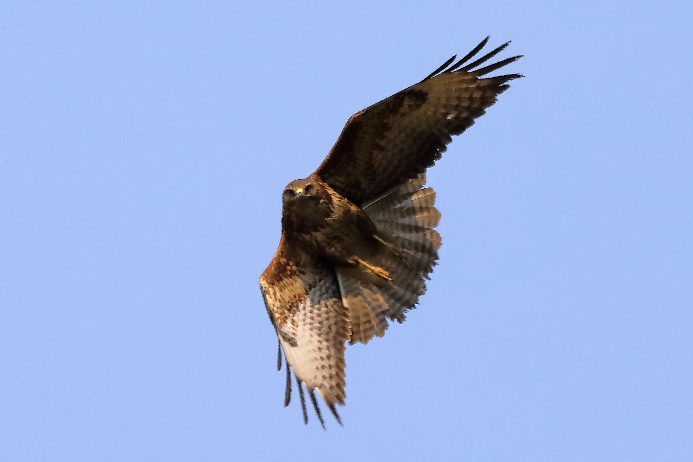 Buzzard 27 March 2022 - 0151