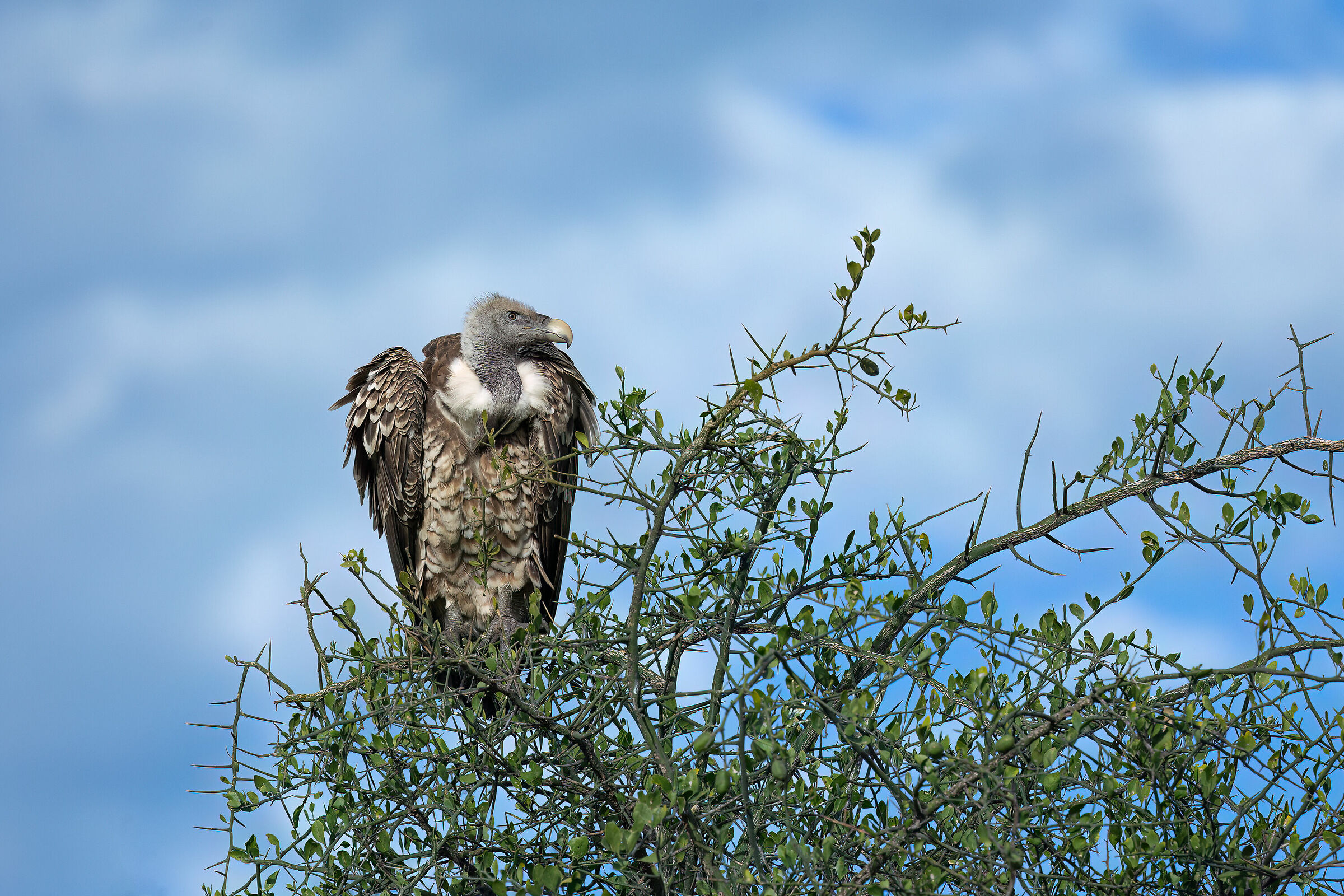 Avvoltoio di Ruppell