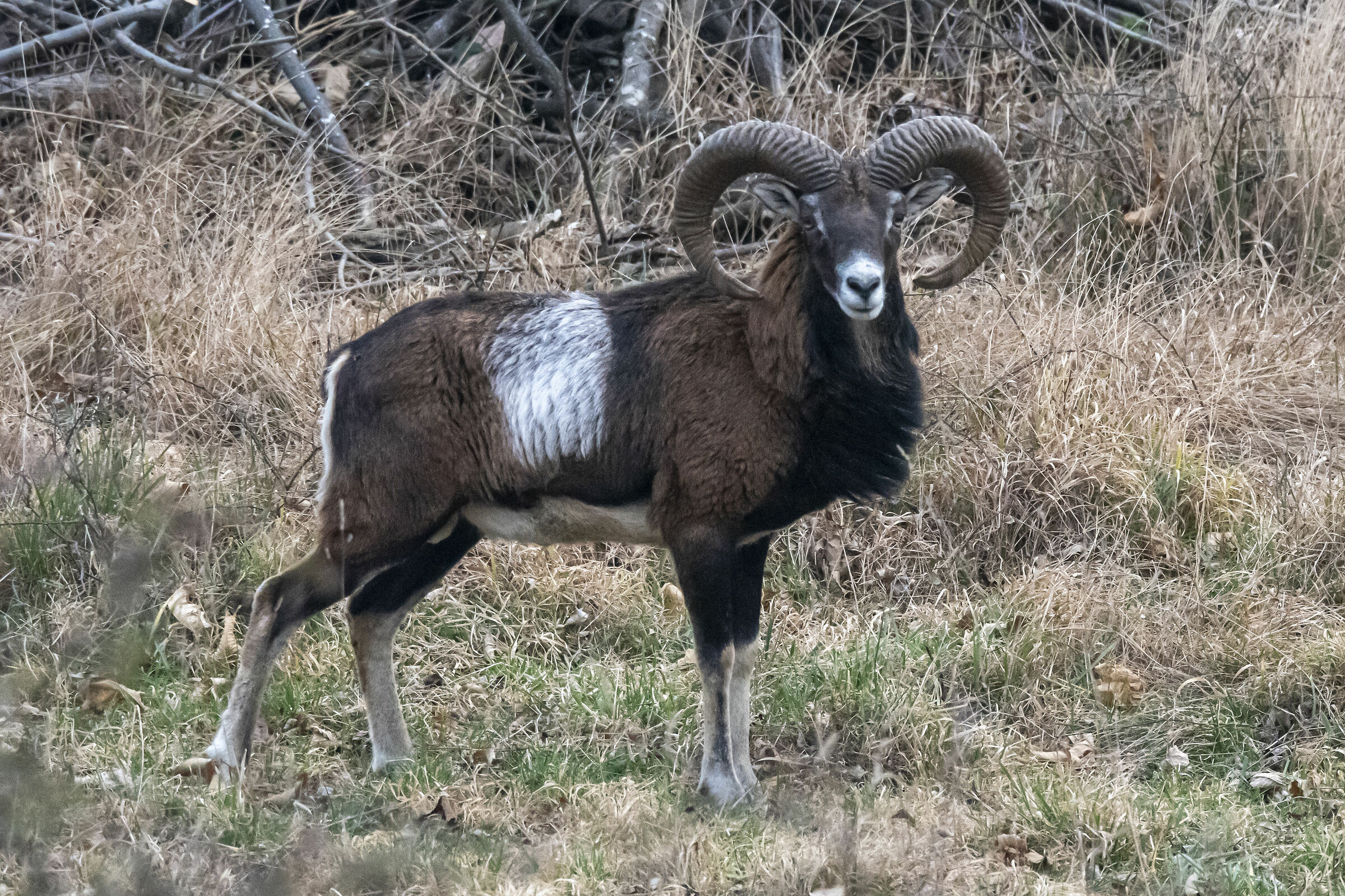 Mouflon