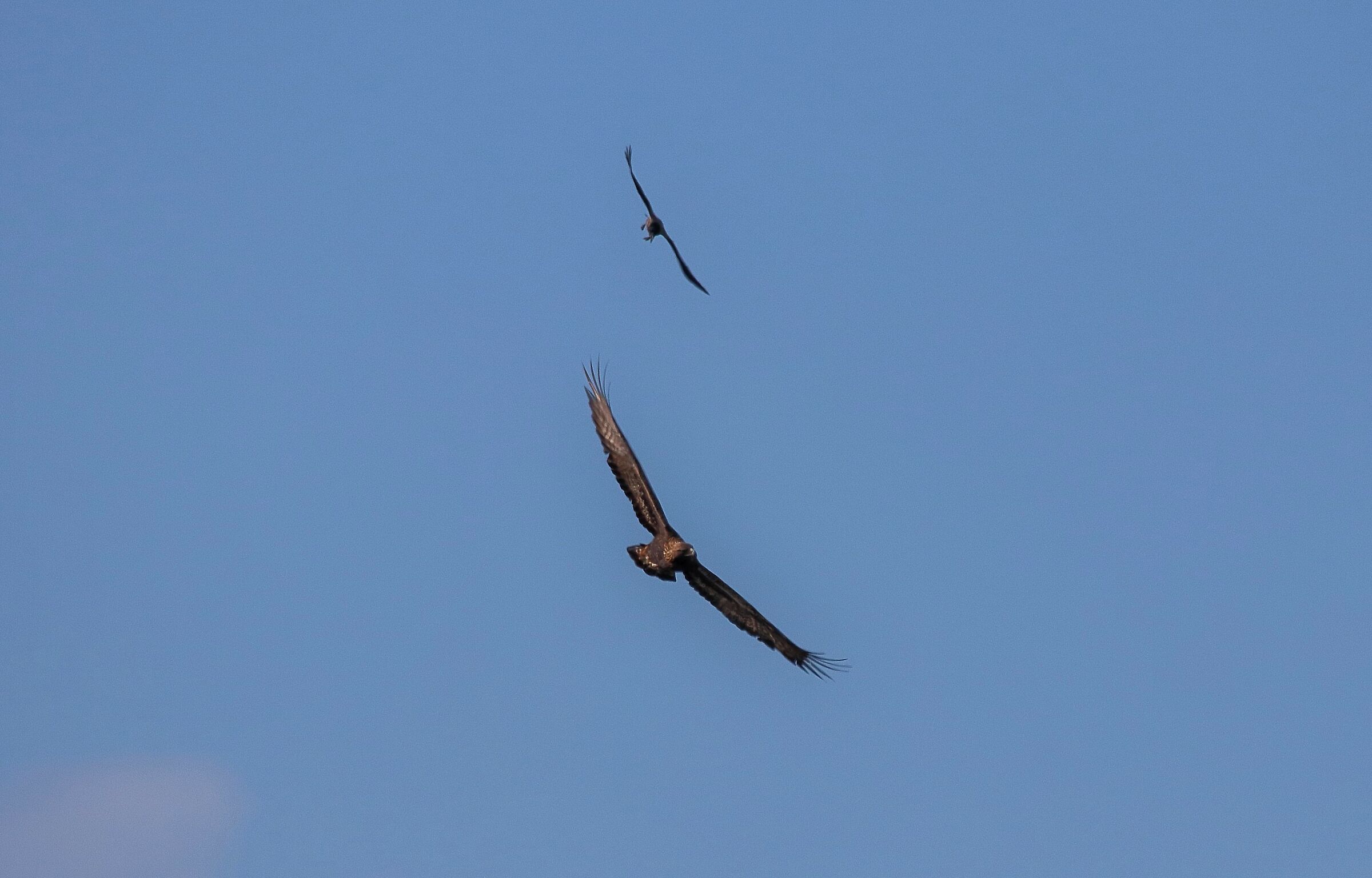 Aquila mobbata da Cornacchie