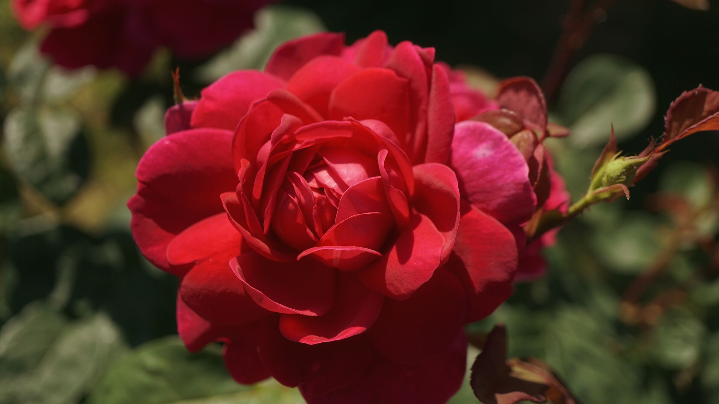 Rose of my house