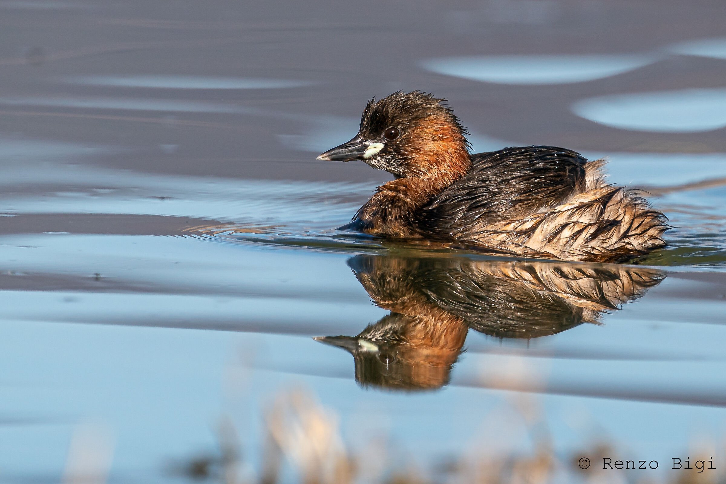 Dabchick