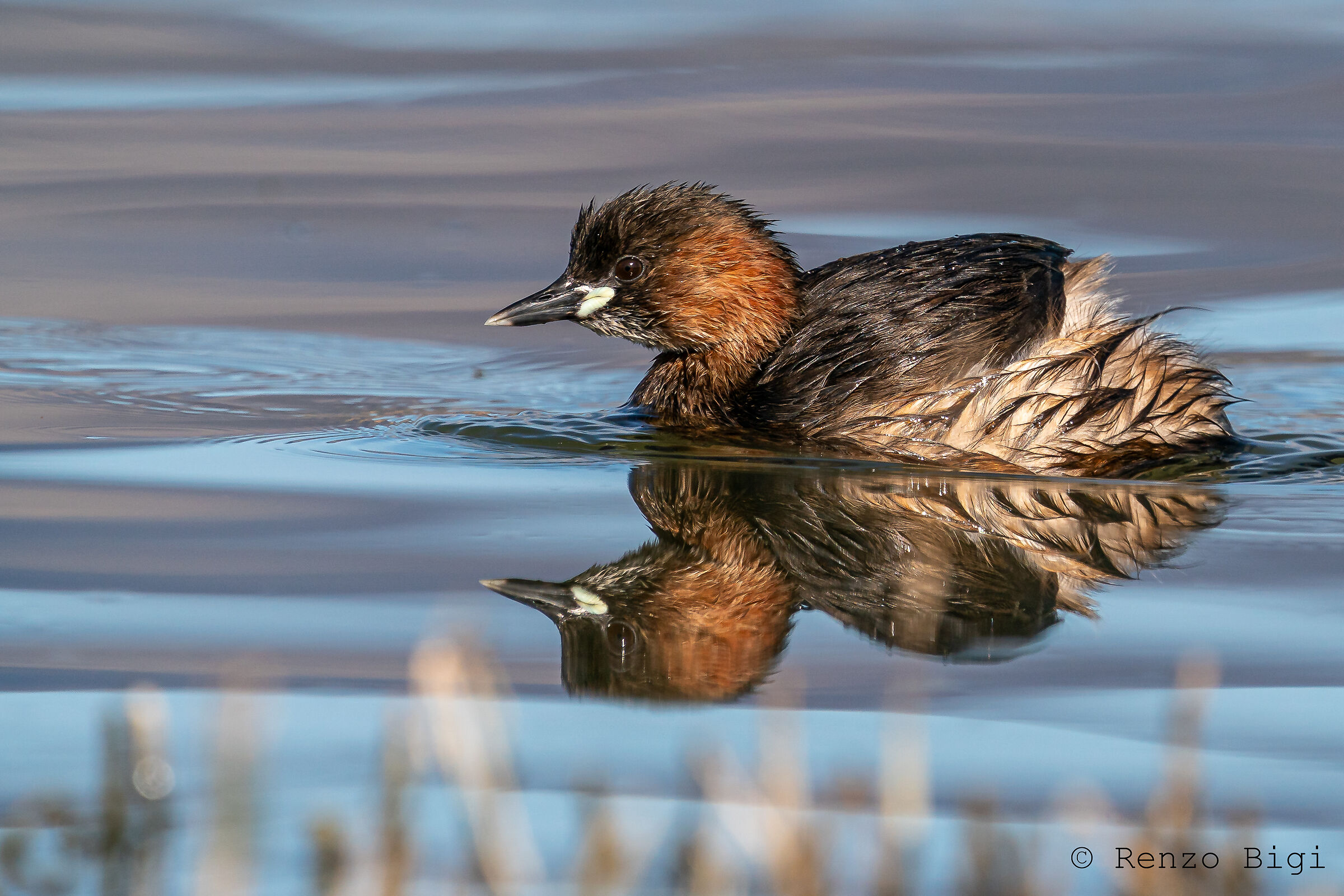 Dabchick