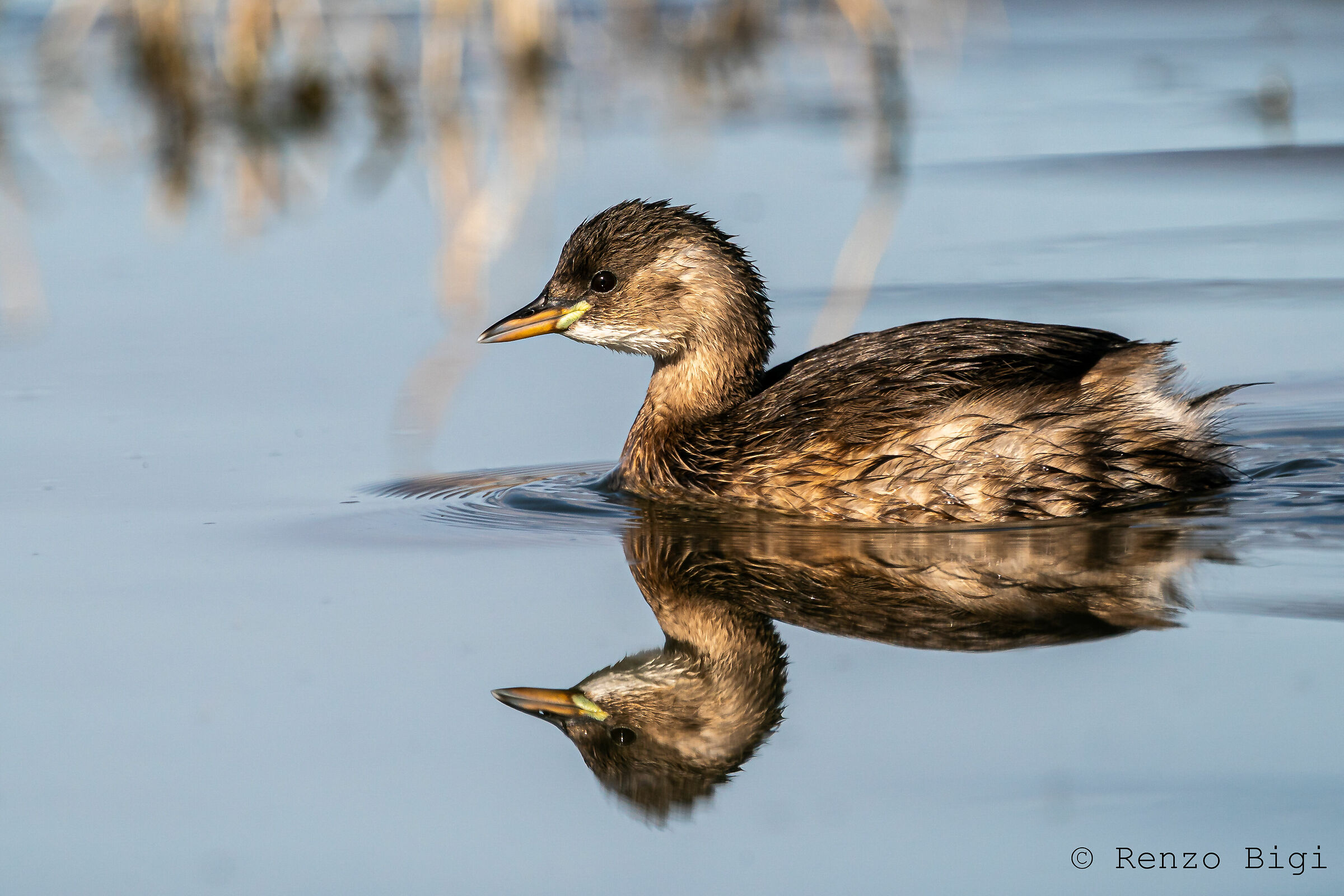 Dabchick